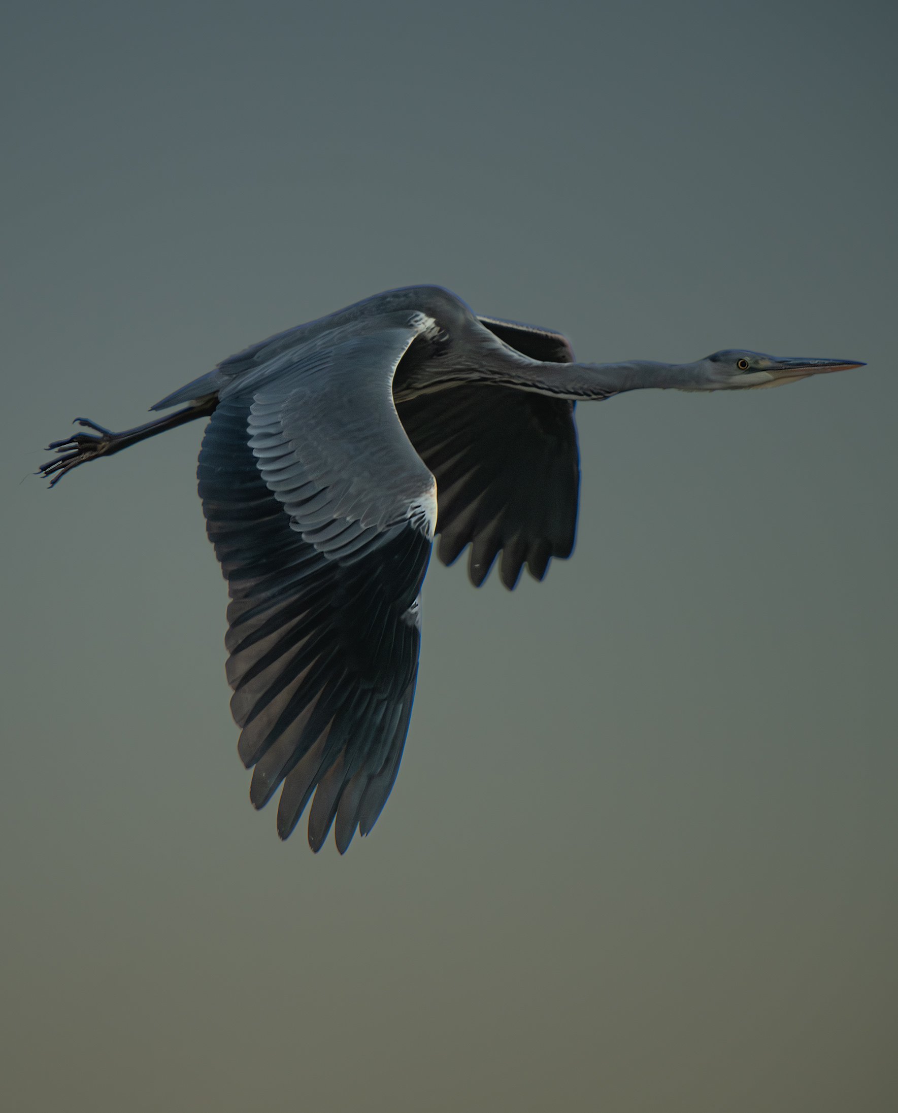 Grey Heron