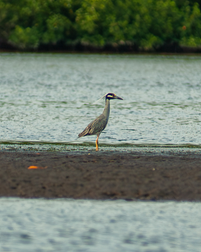 Yellow Crowned Night Heron