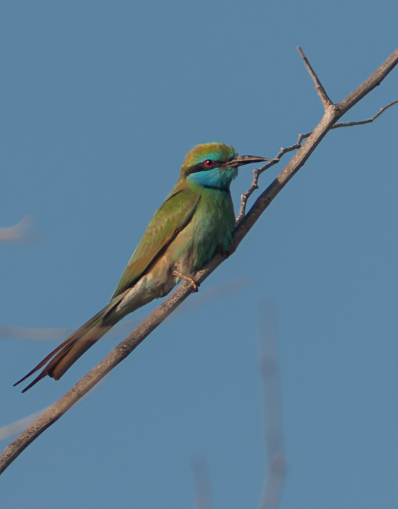 Green Bee-eater