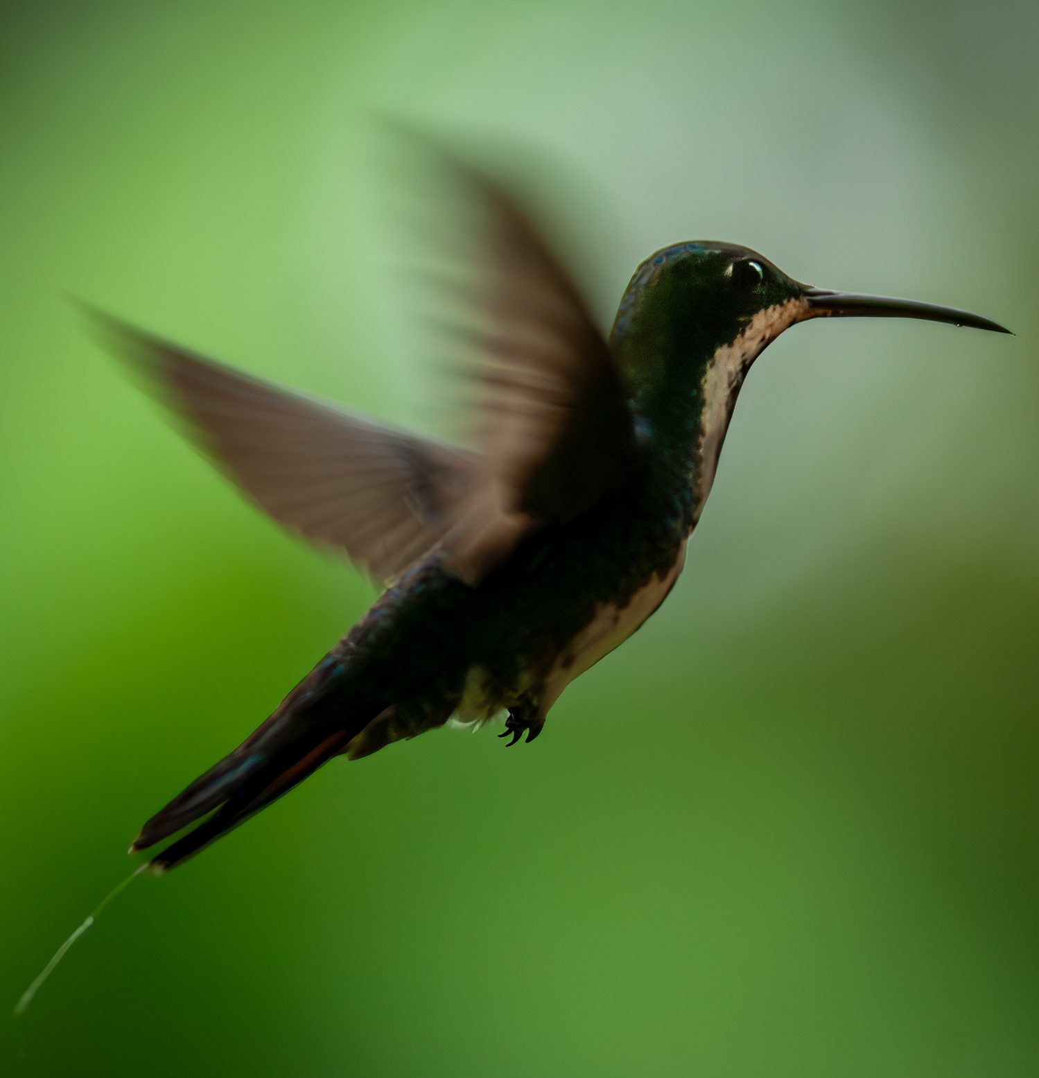 Black-throated Mango