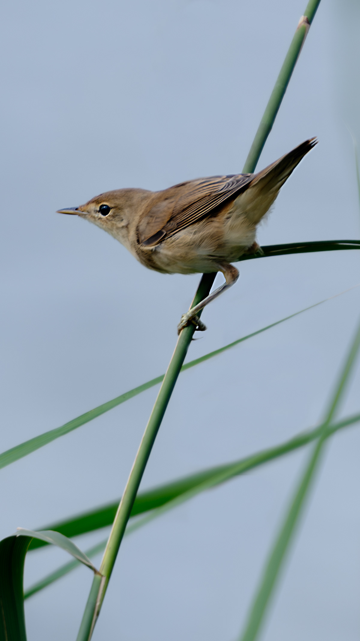 (European) Reed Warbler