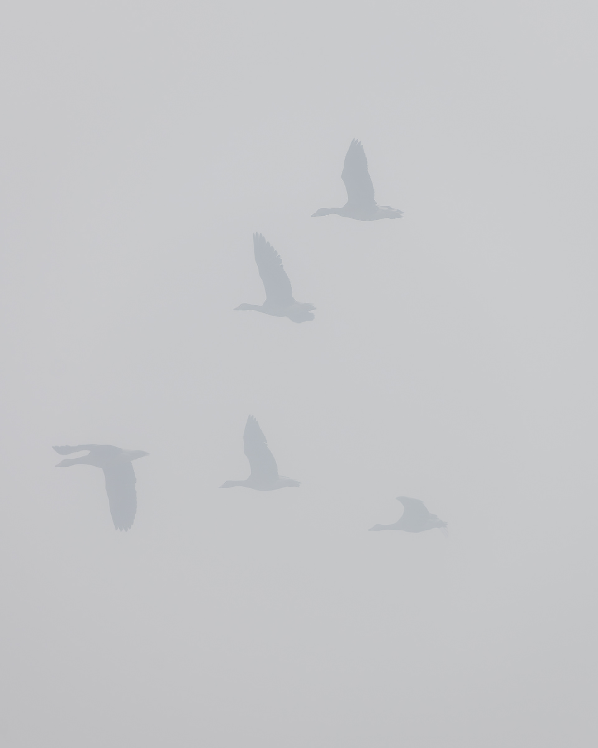 Geese in mist.