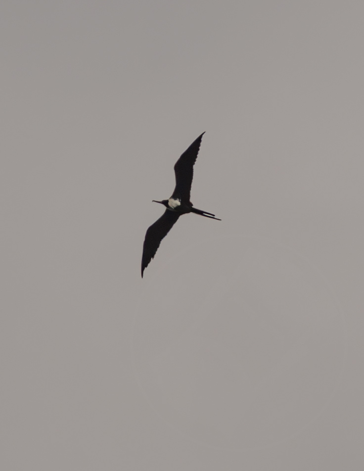 Frigatebird