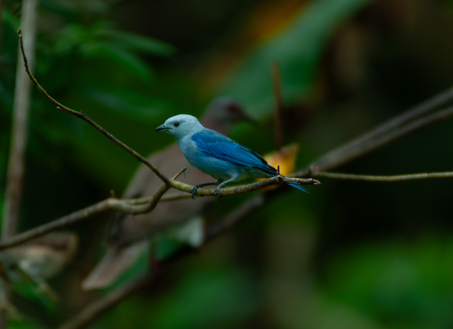 Blugray Tanager