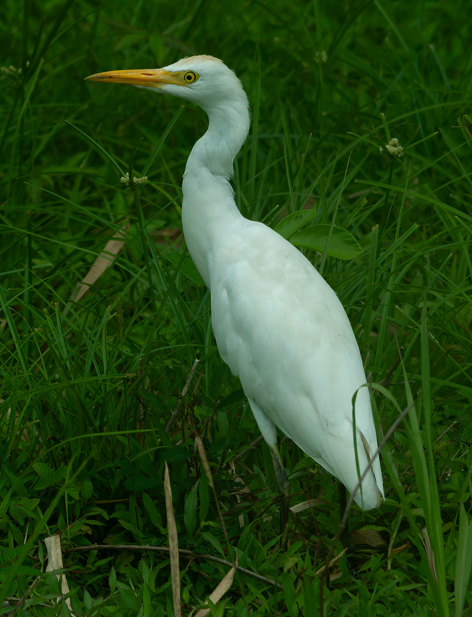 Cattle Egret (?)