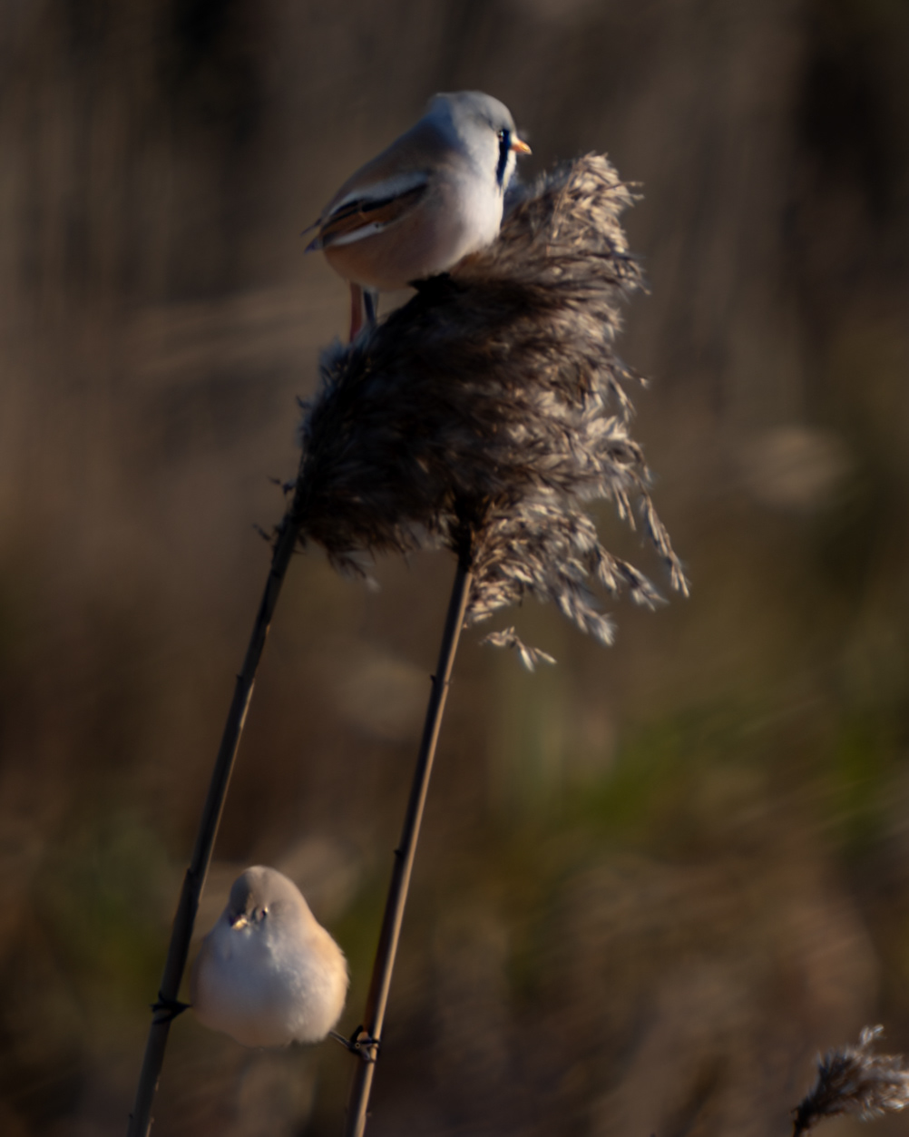 Bearded Reeding