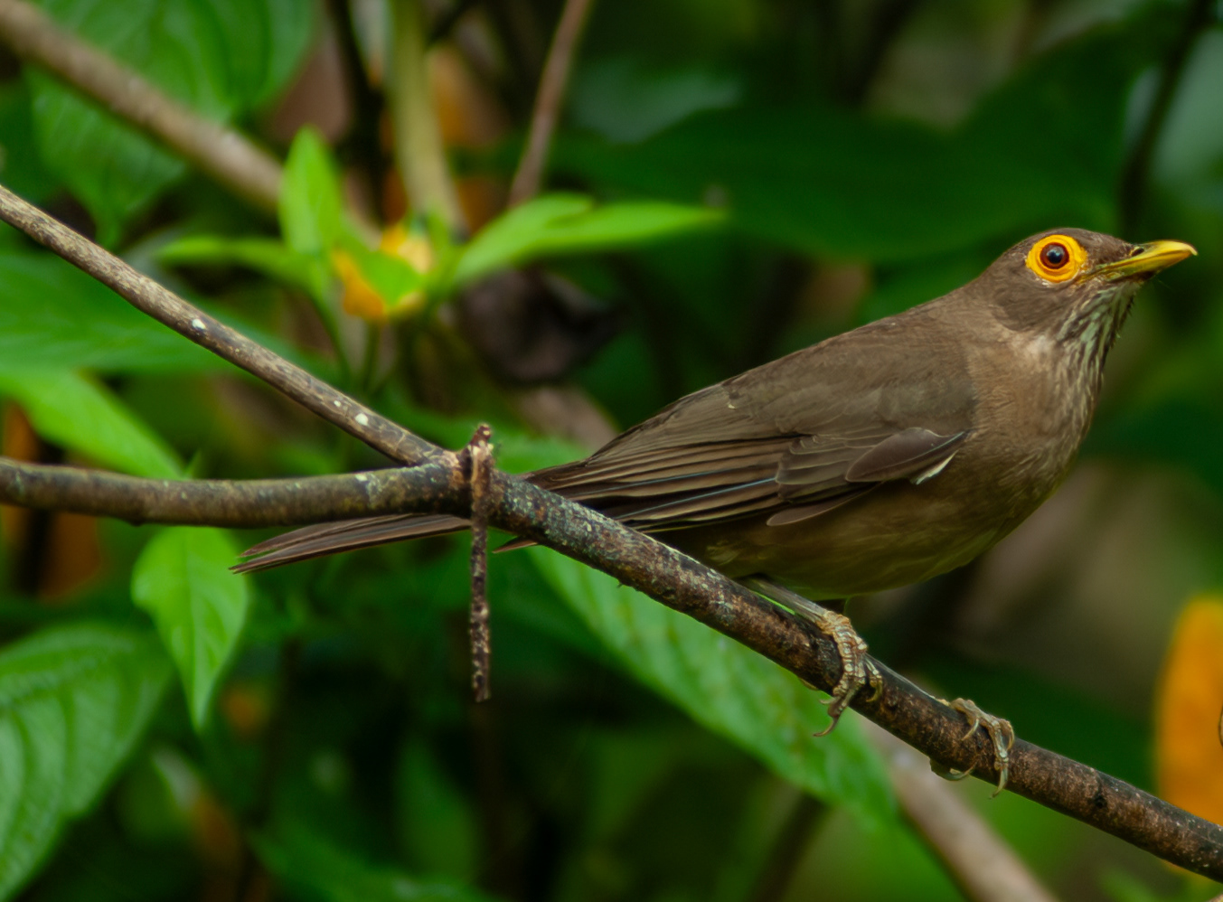 Spectacled Thrush