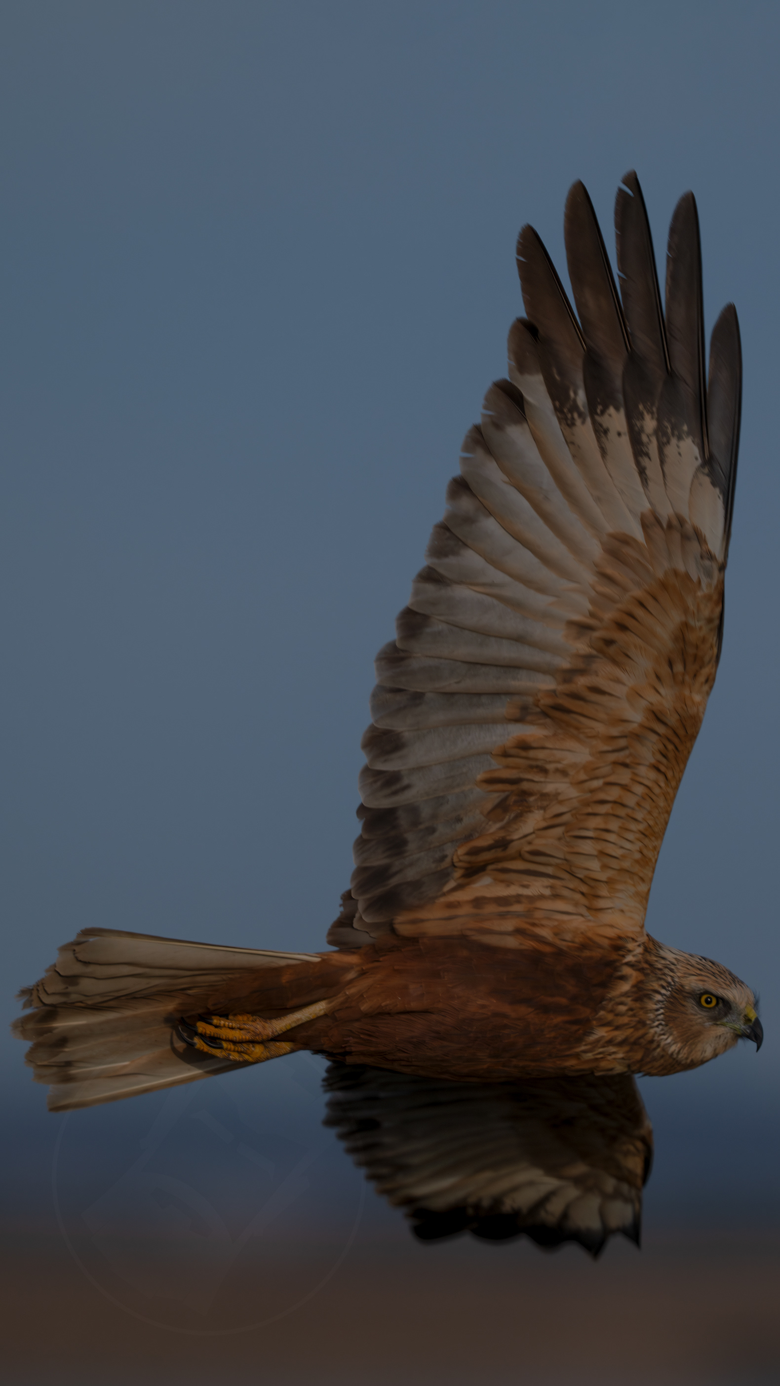 Western Marsh Harrier