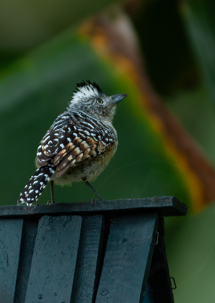 Barred Antshrike