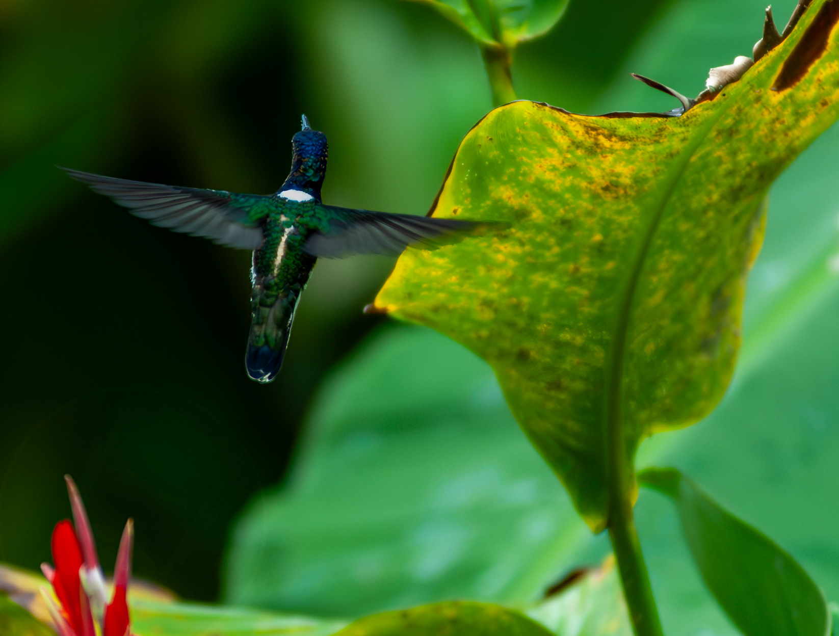 White-necked Jacobin