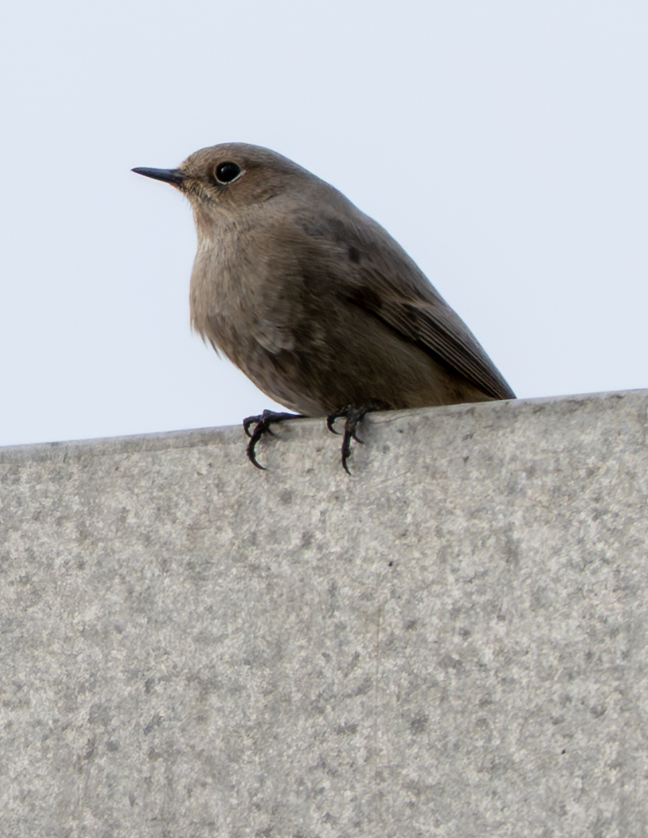 Female Black Redstart