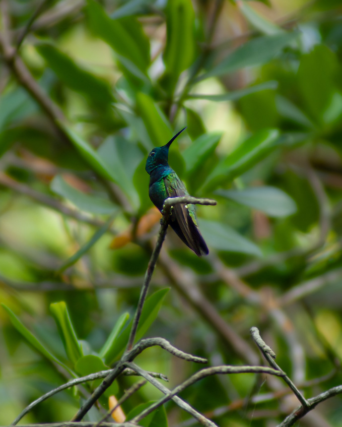 Black Throated Mango