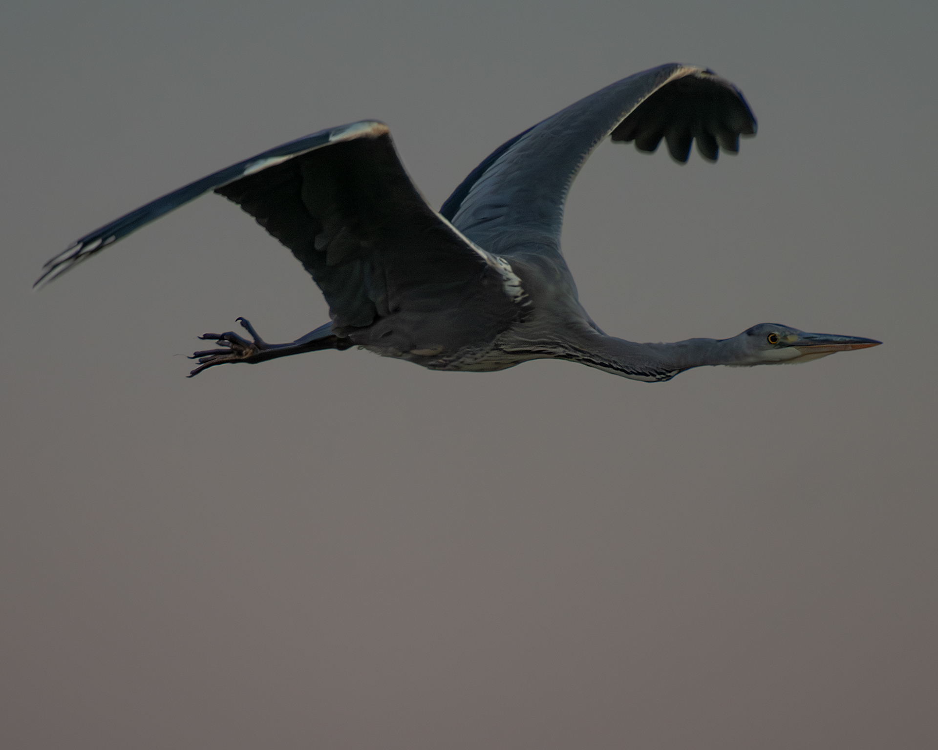 Grey Heron