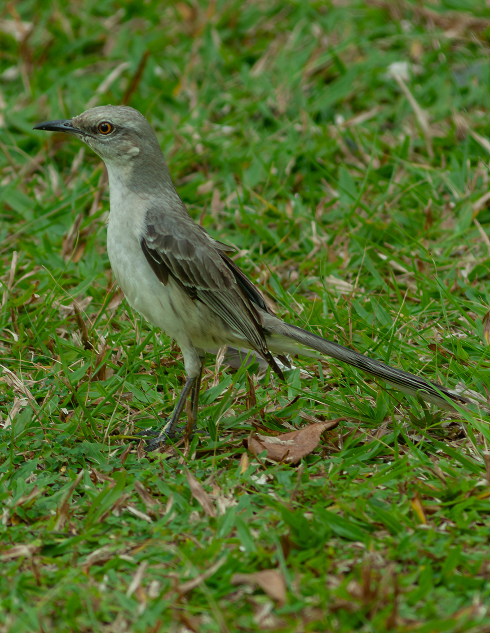 Tropical Mockingbird