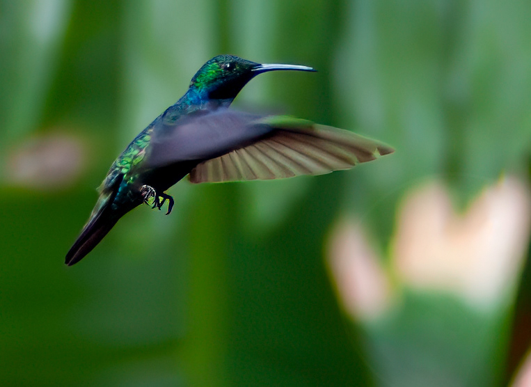 Black-throated Mango