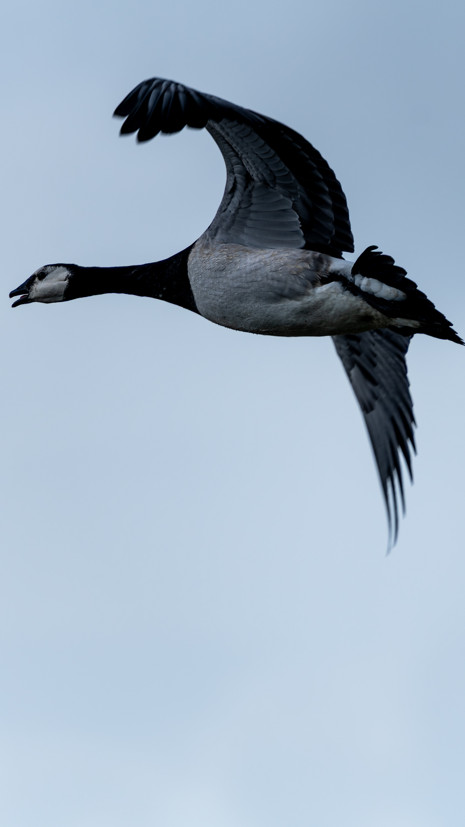 Barnacle Goose