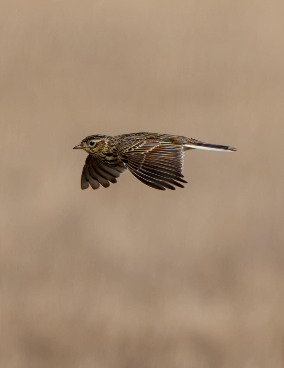 Skylark