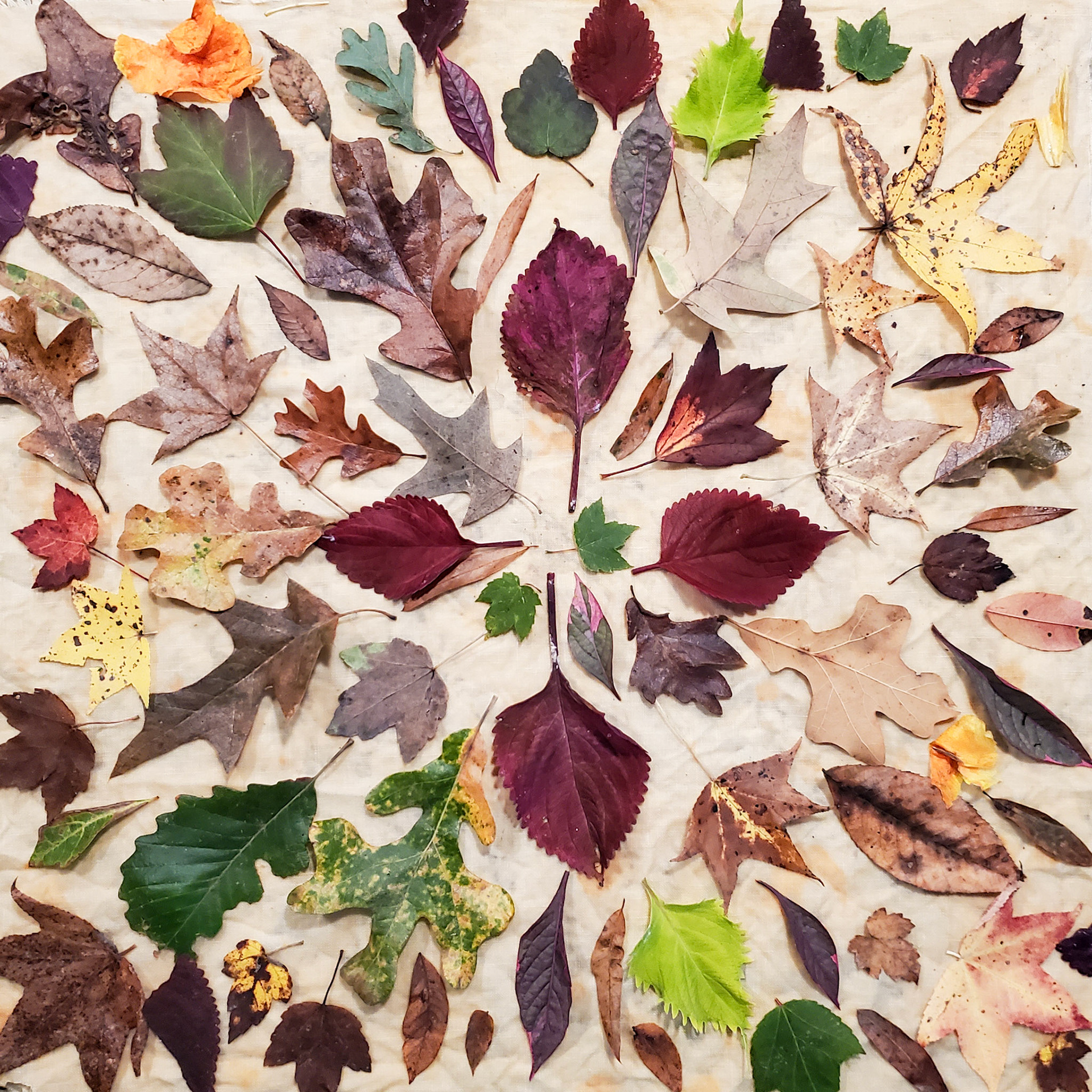 Eco Printing.