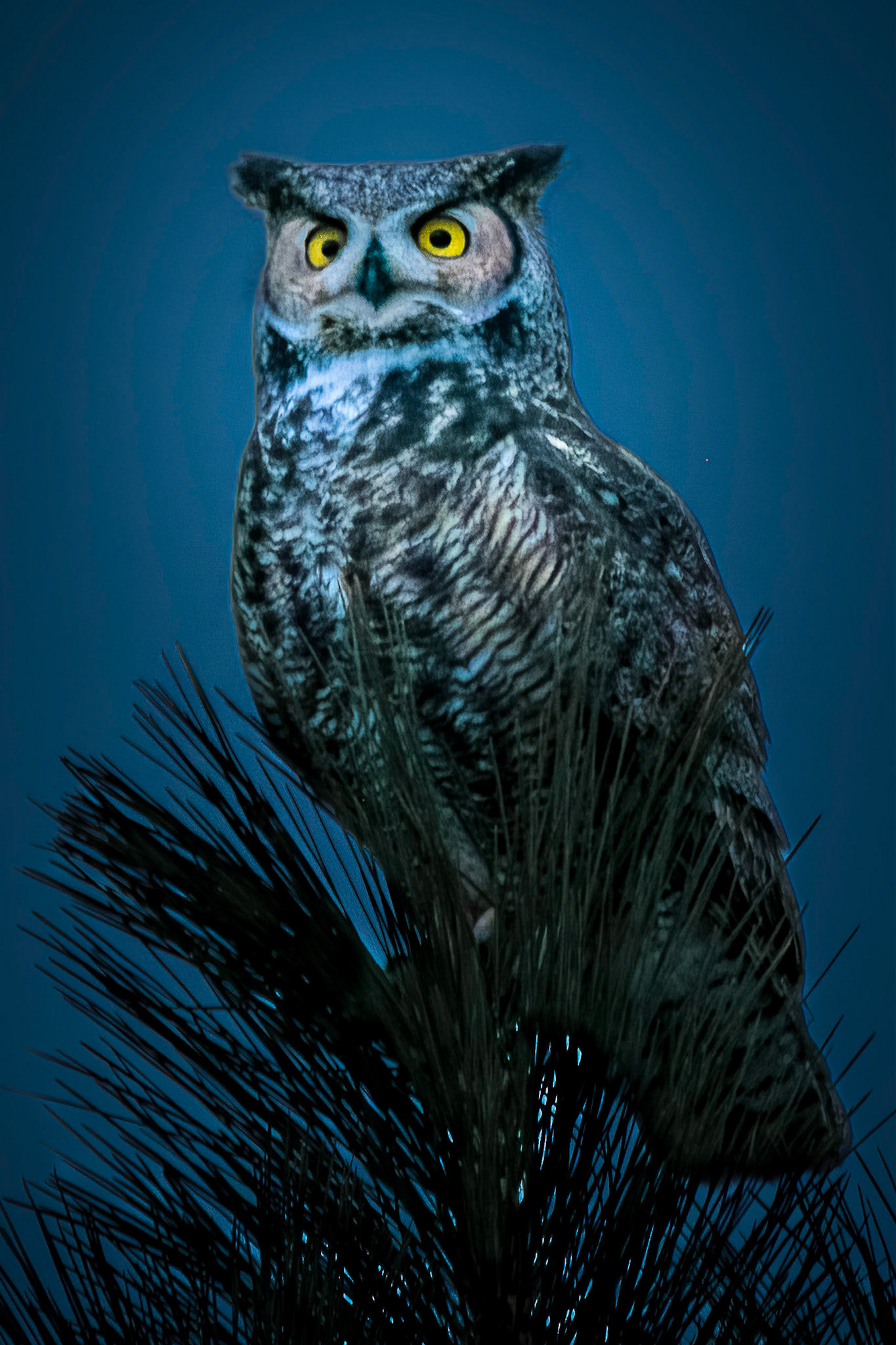 Big Daddy - Great Horned Owl