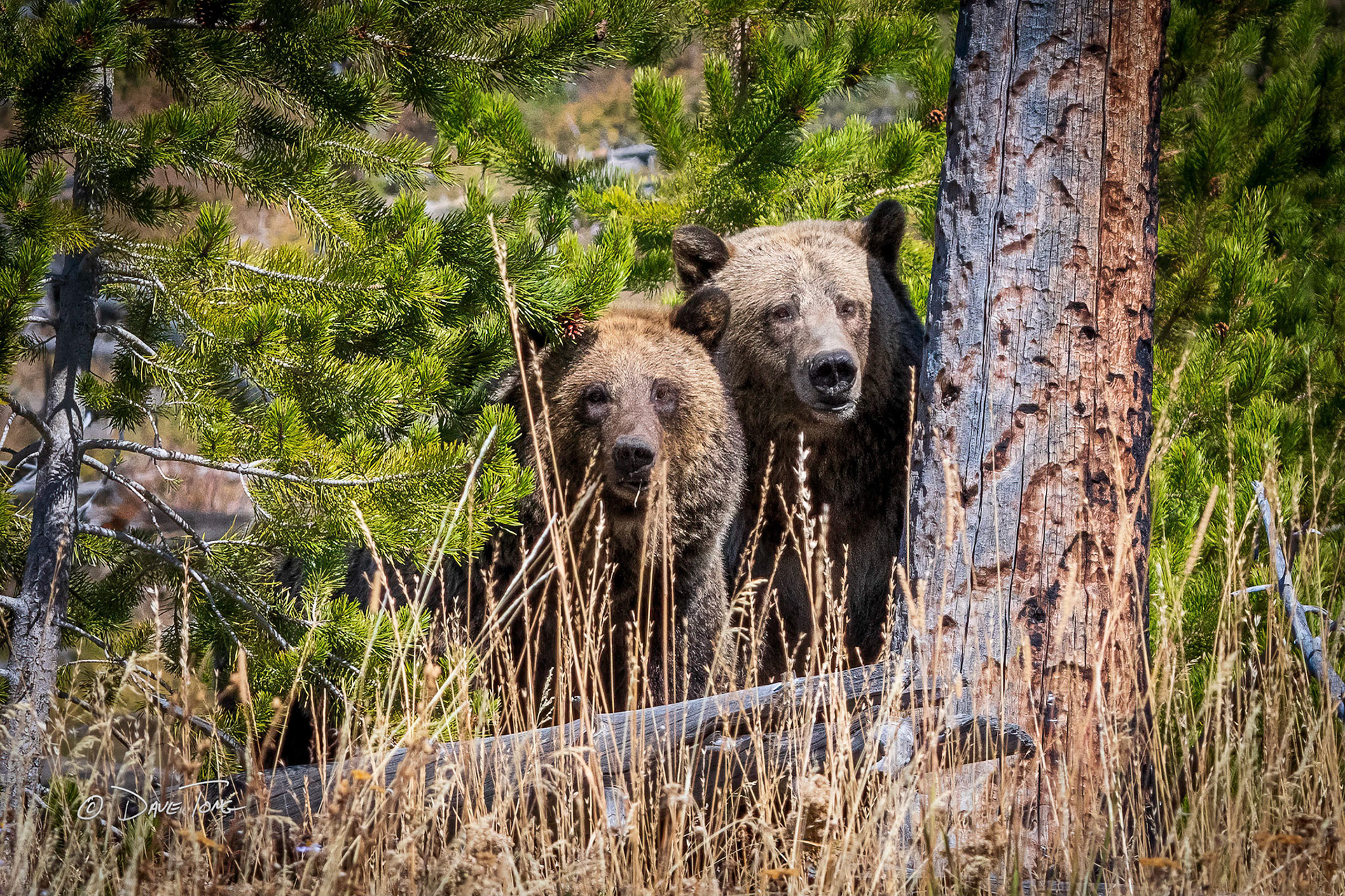 Grizzly | Double Stare