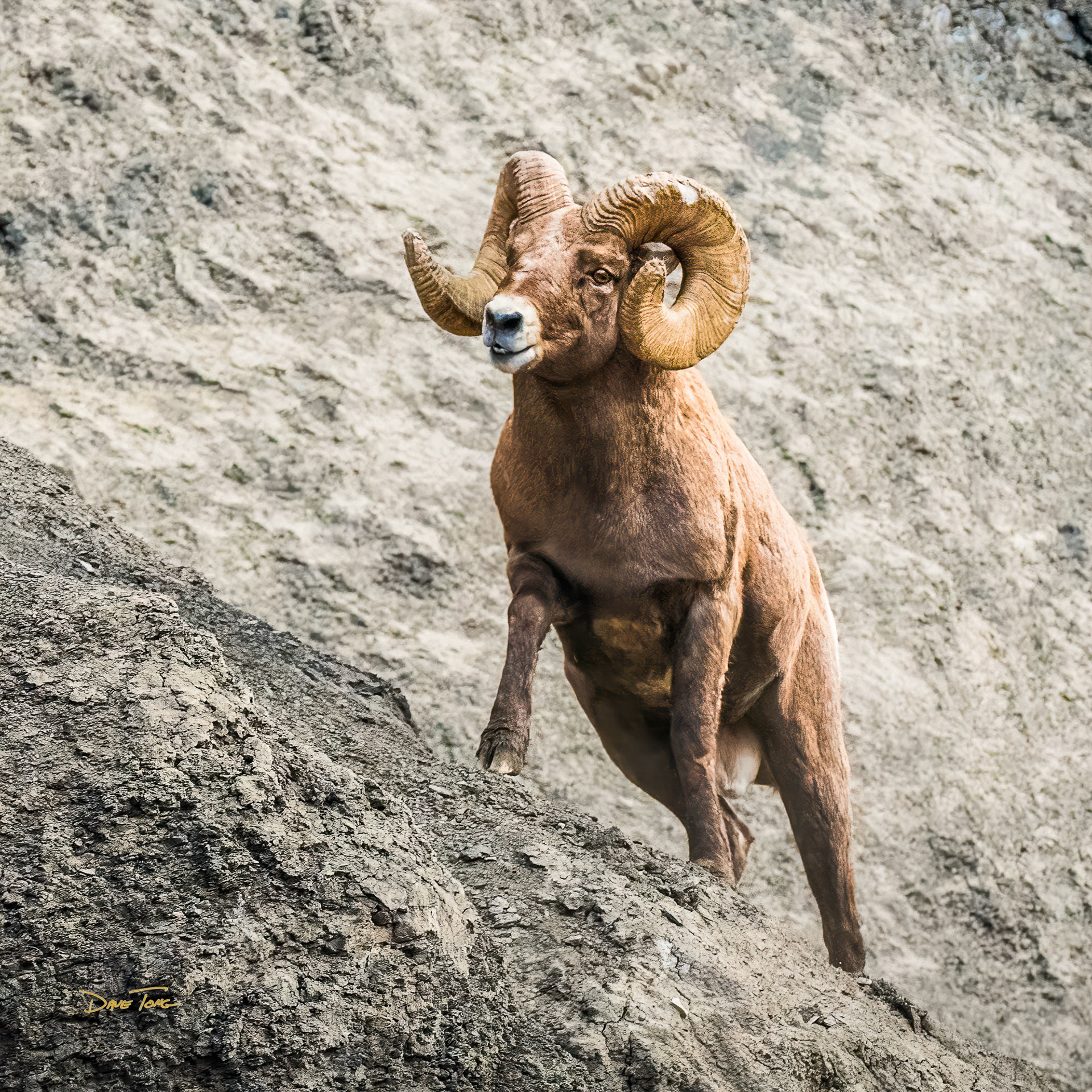 Canyon Ram | Rocky Mountain Bighorn Sheep