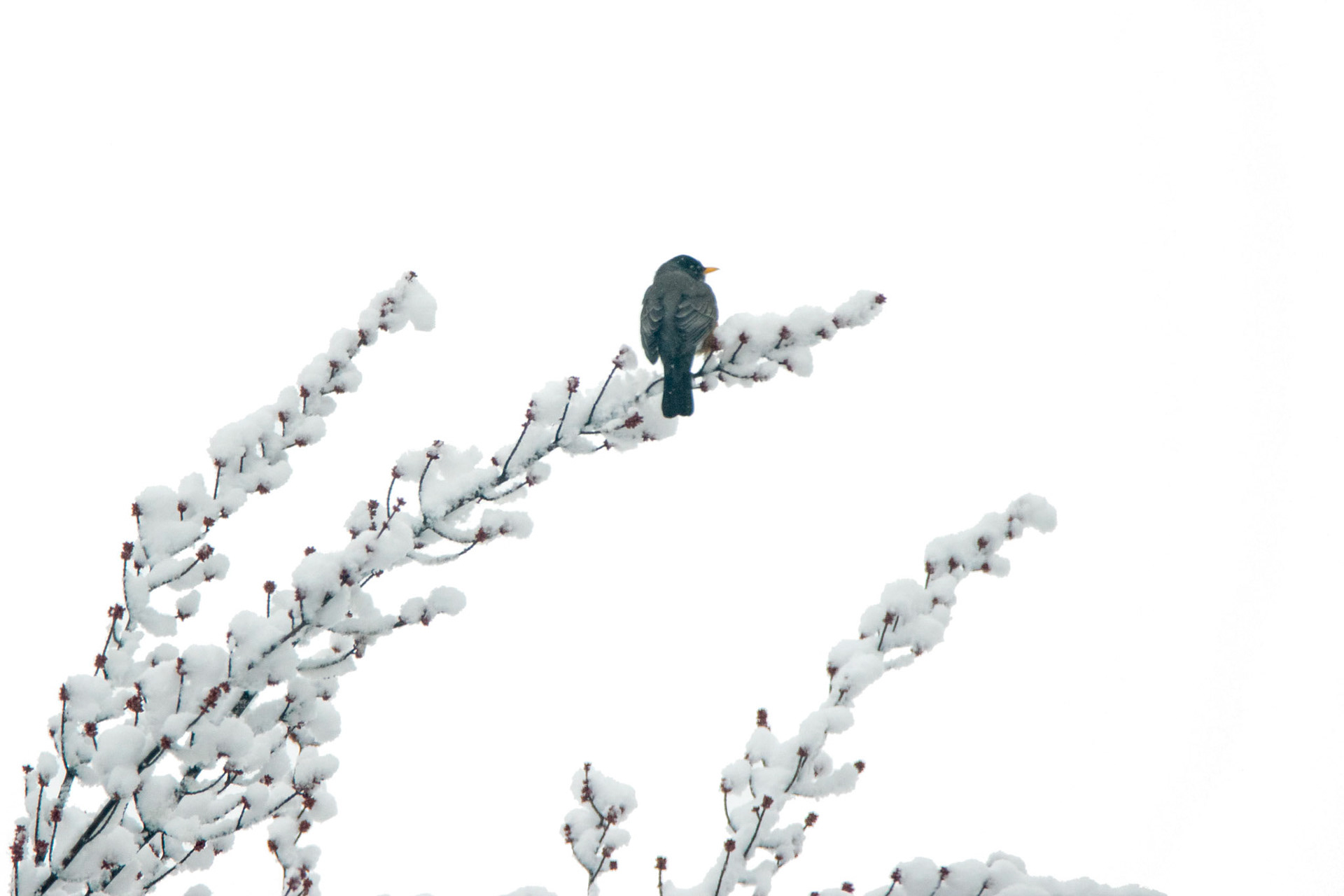 Robin After Snowfall