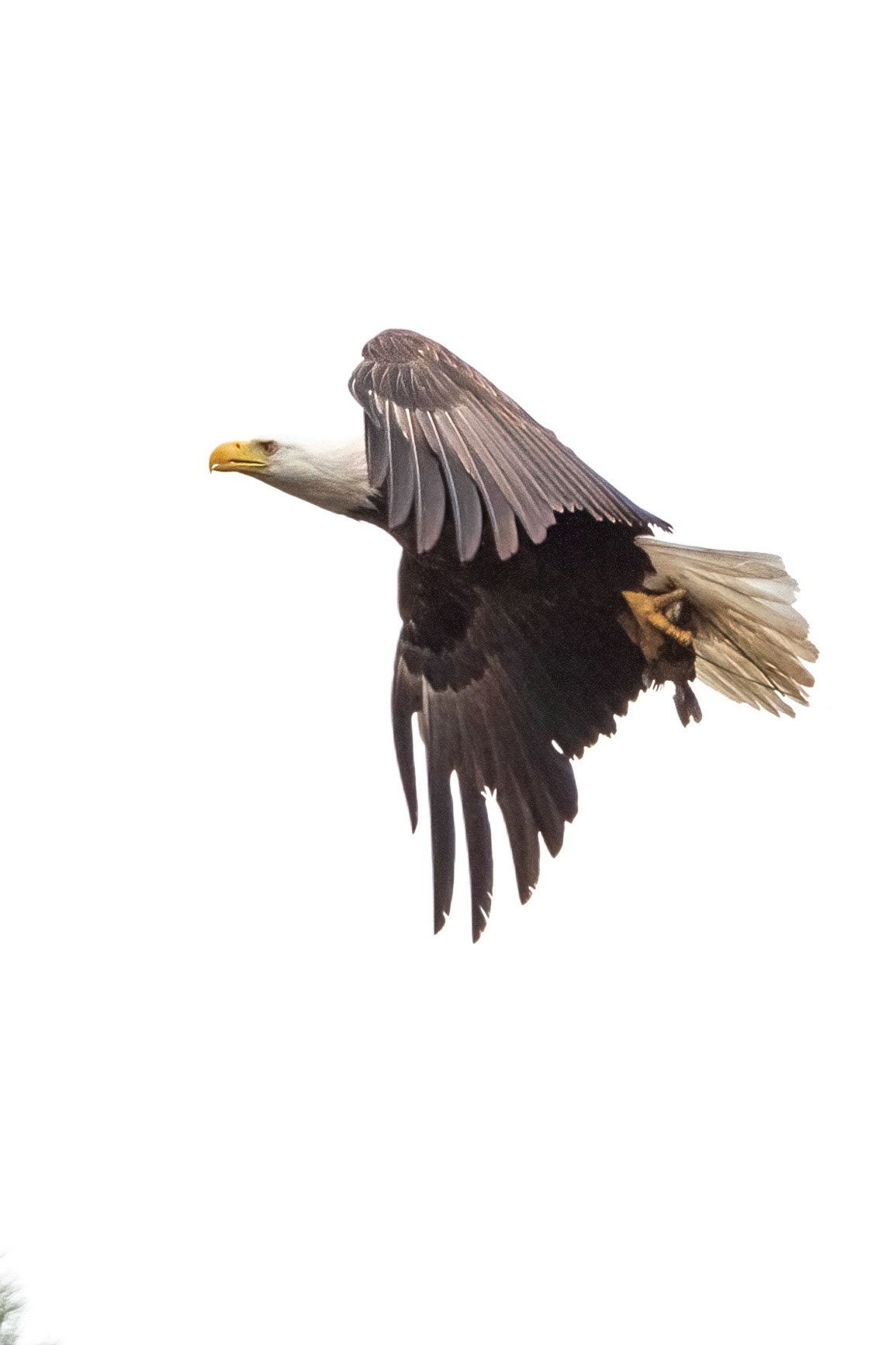 Eagle flight