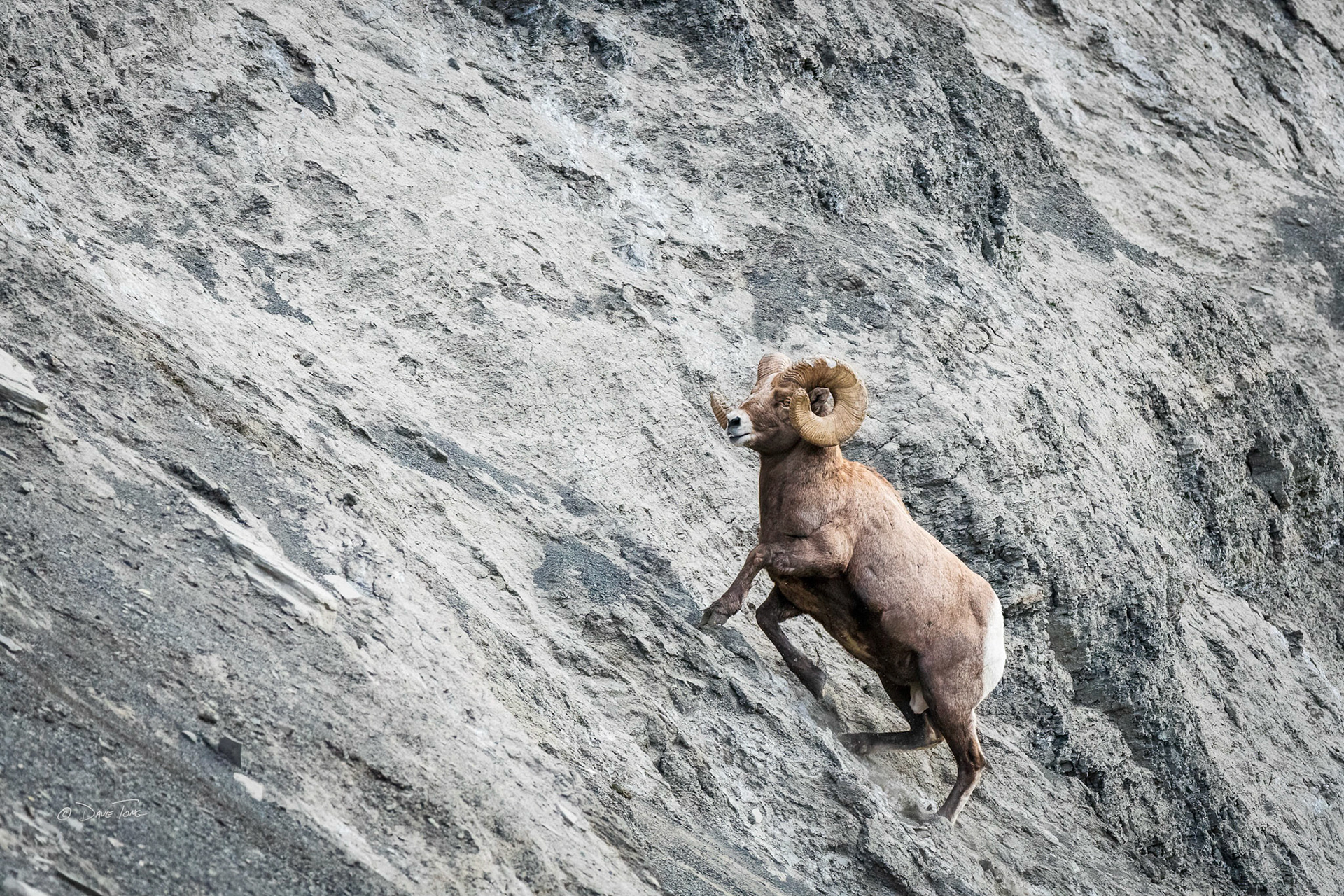 Up the Wall