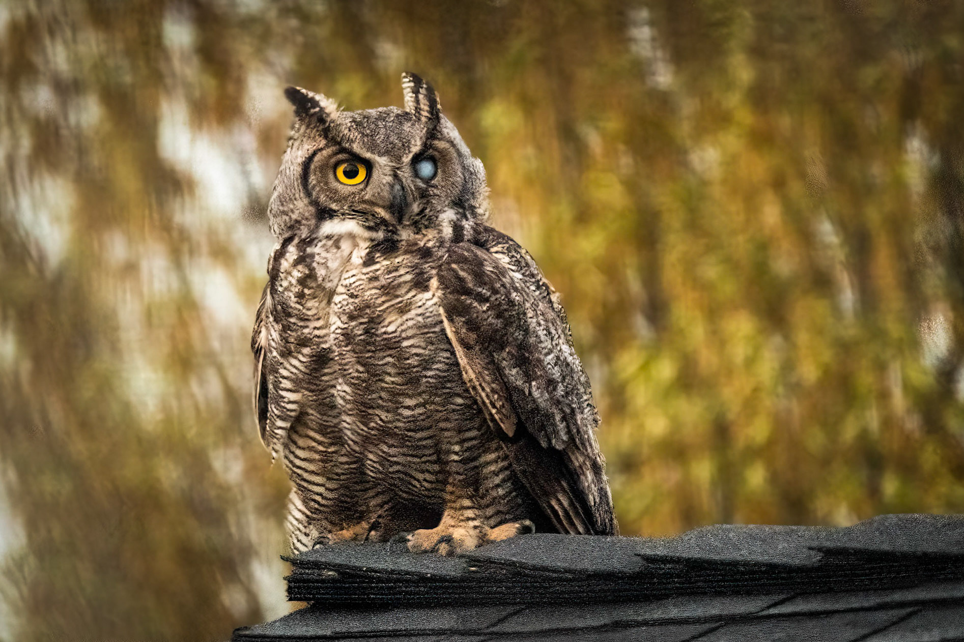 Rooftop Visitor