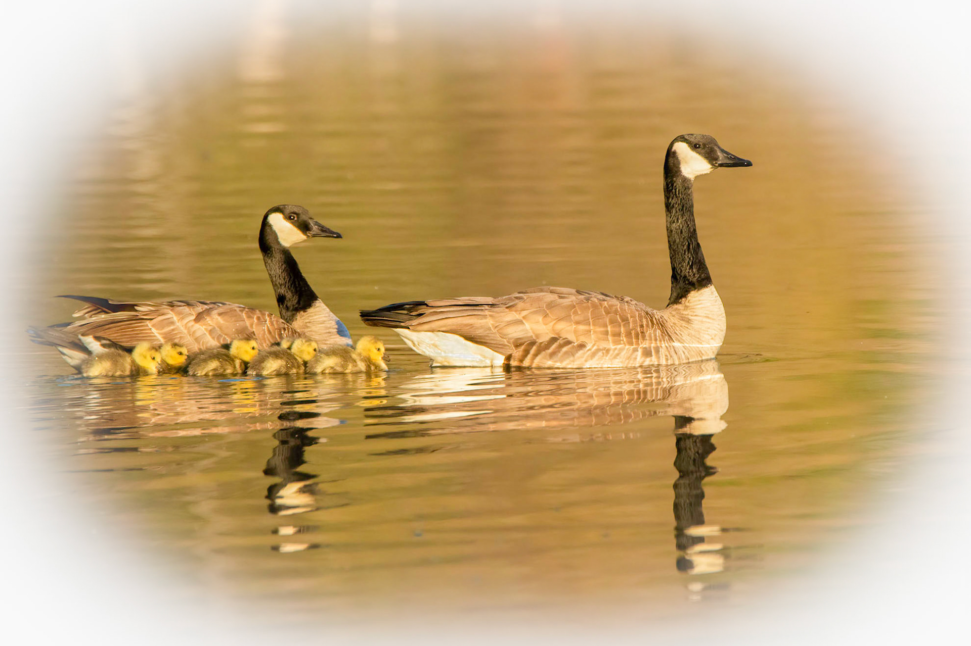 Guiding the Goslings