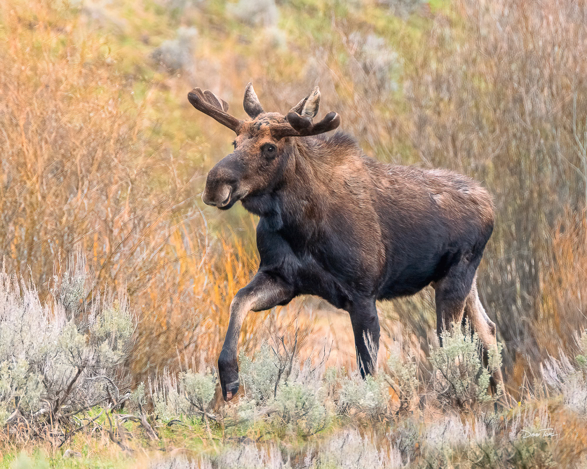 Velvet Stride | Moose