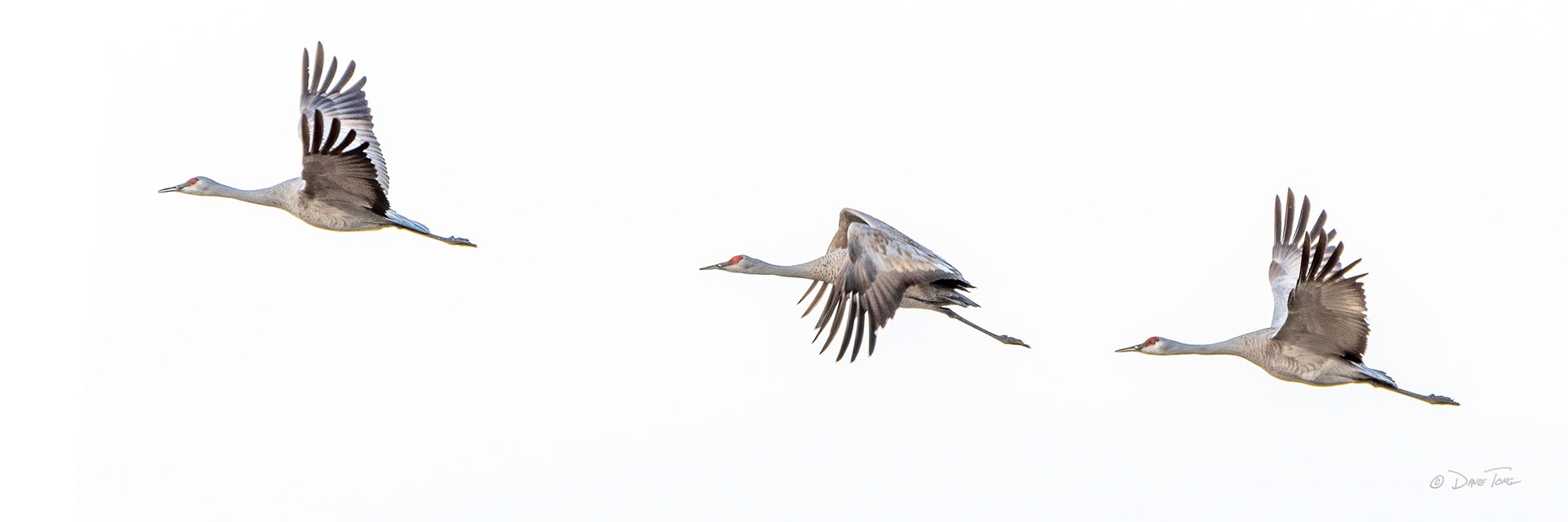 Sandhill Cranes | Northbound Three