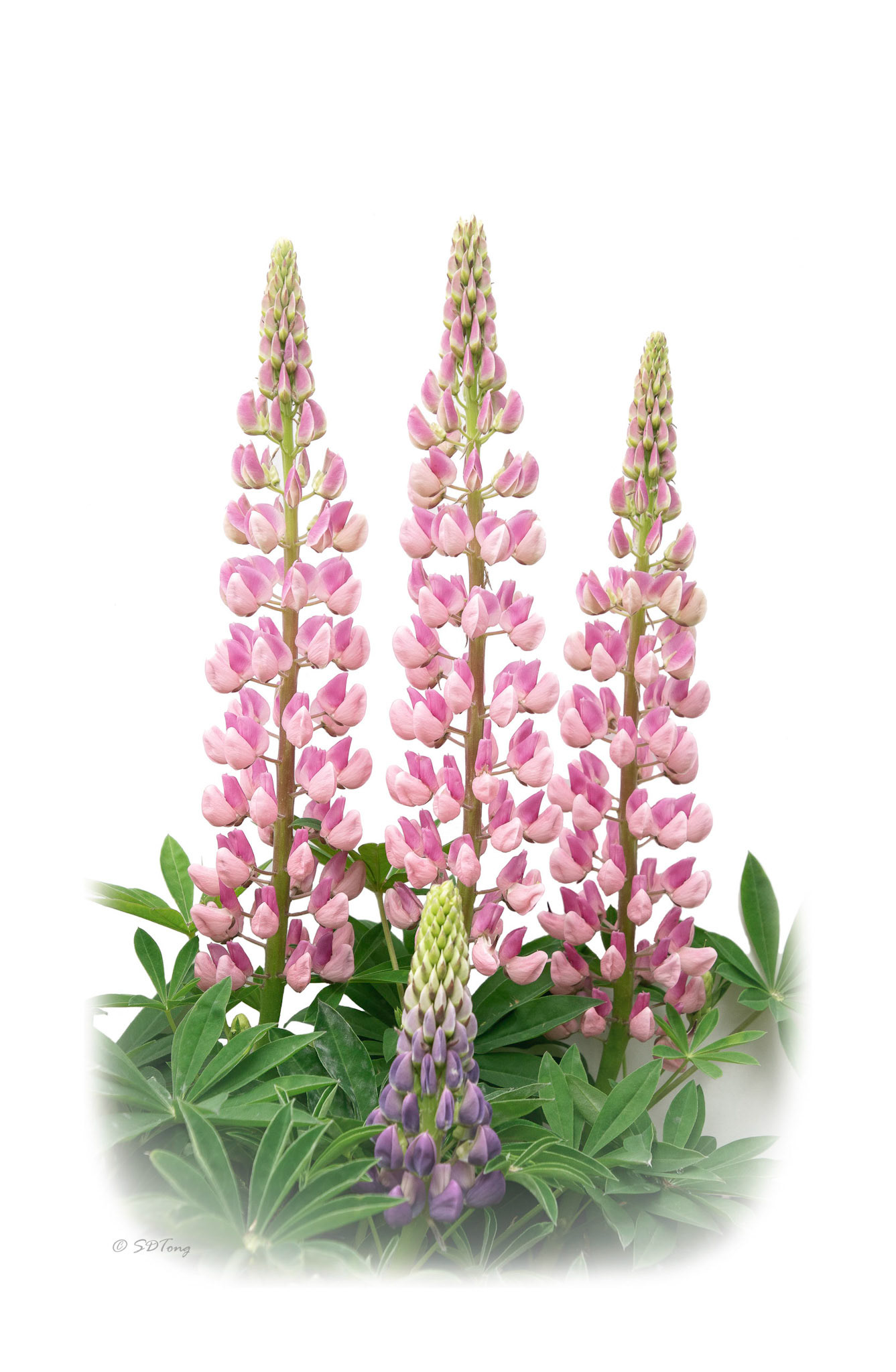 Pink Lupine Trio