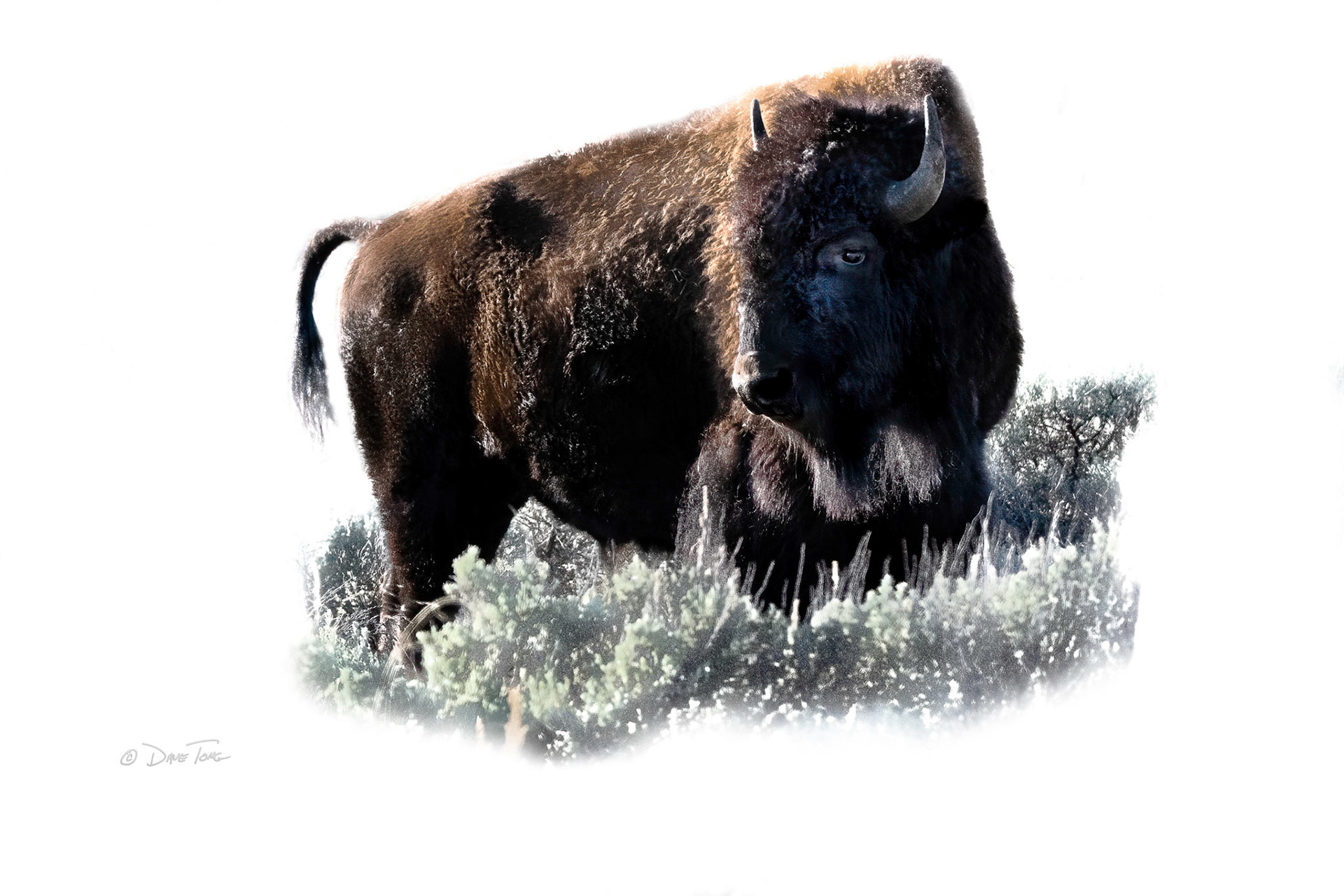 Sage Bison