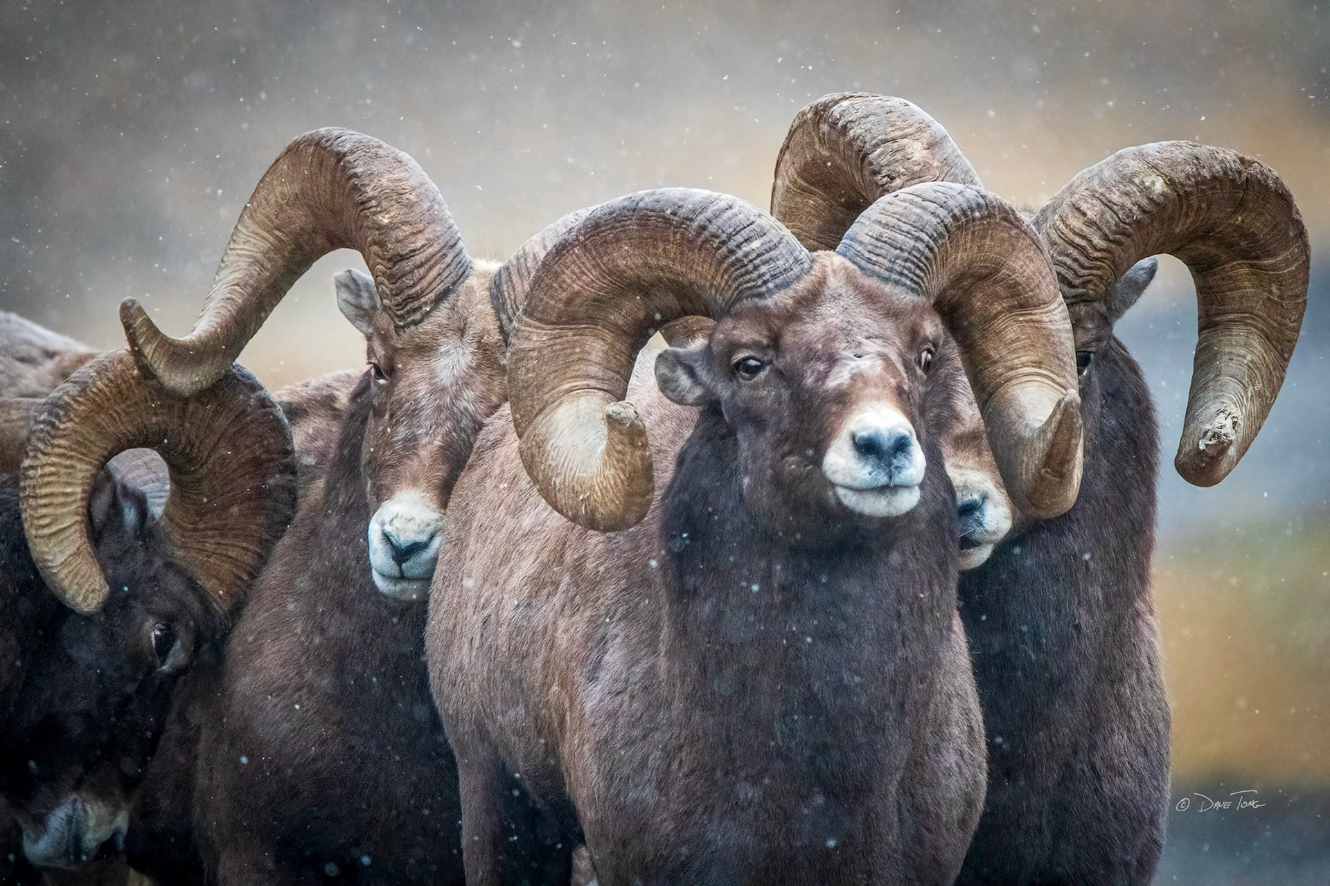 Dave Tong Photography & Art - Rocky Mountain Bighorn Sheep