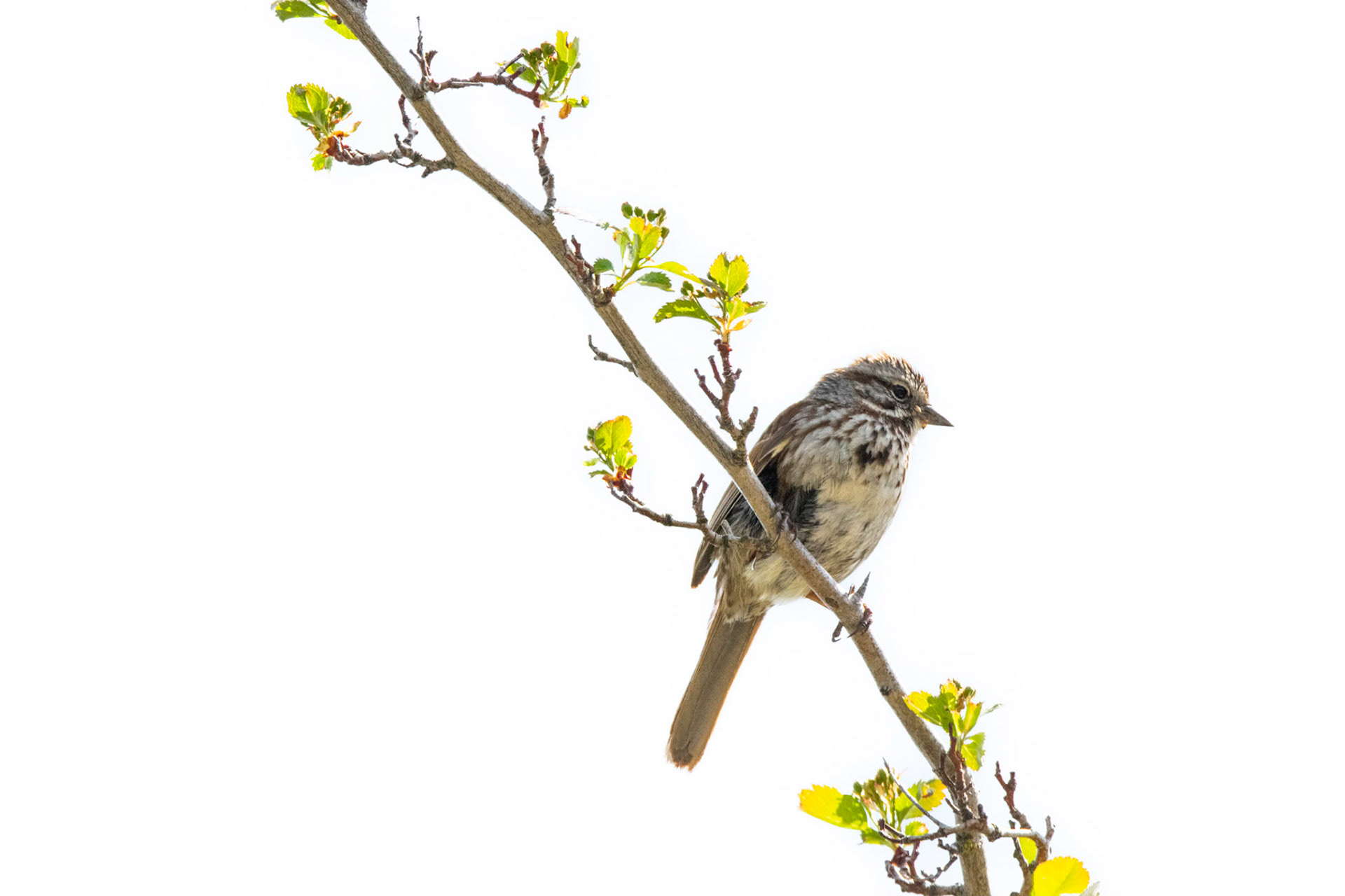 Song Sparrow