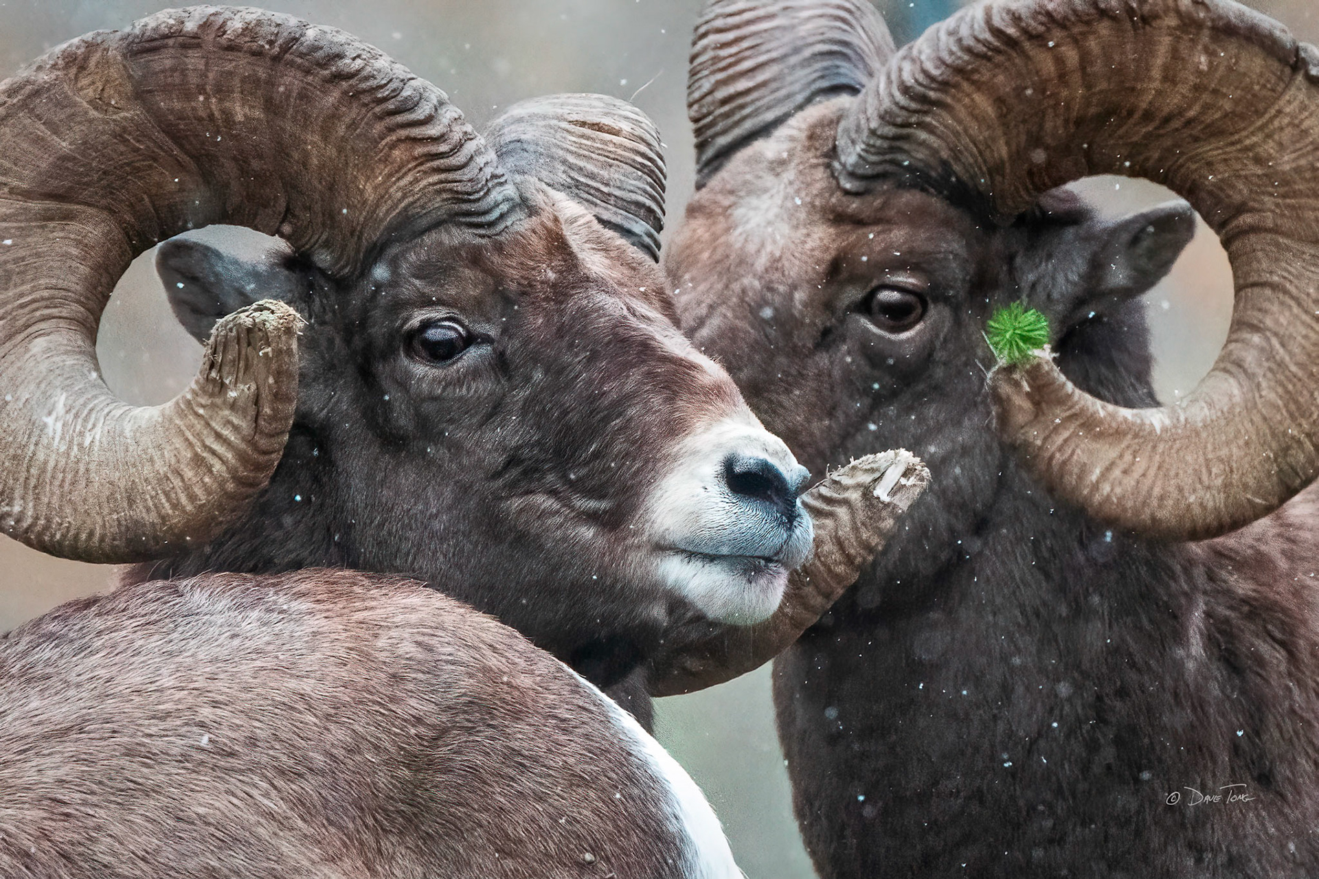 Yule Rams