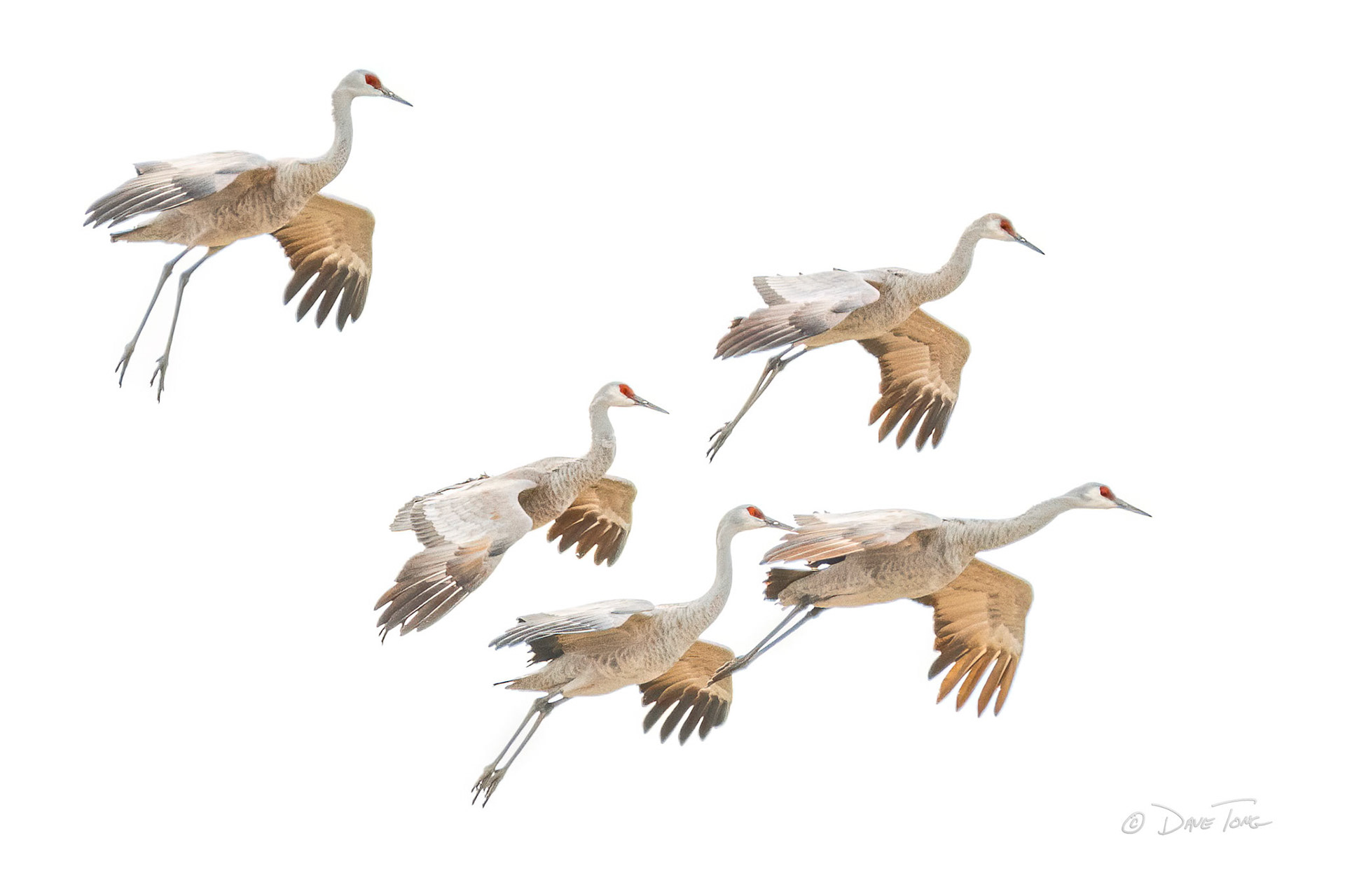 Sandhill Cranes | Descent