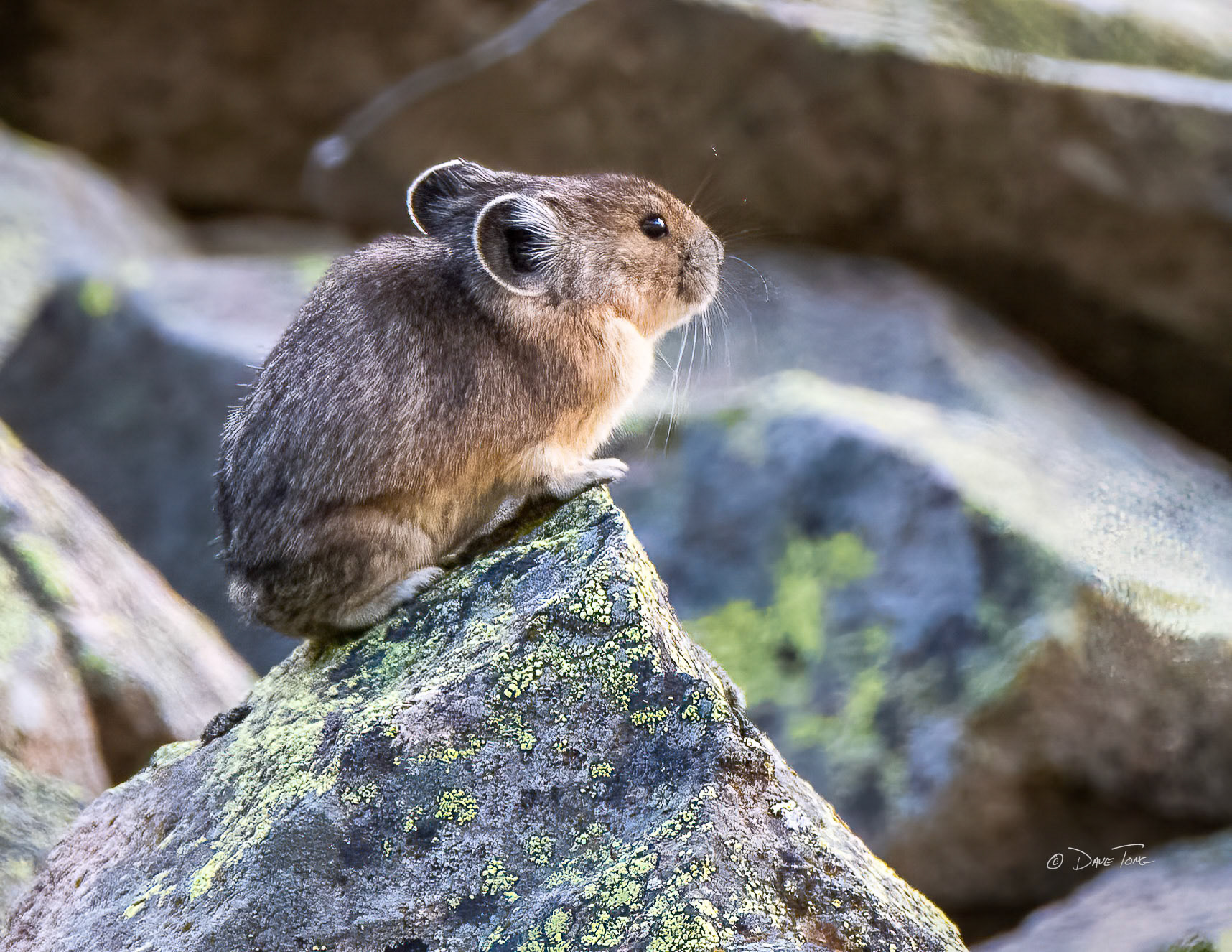 Pika Profile