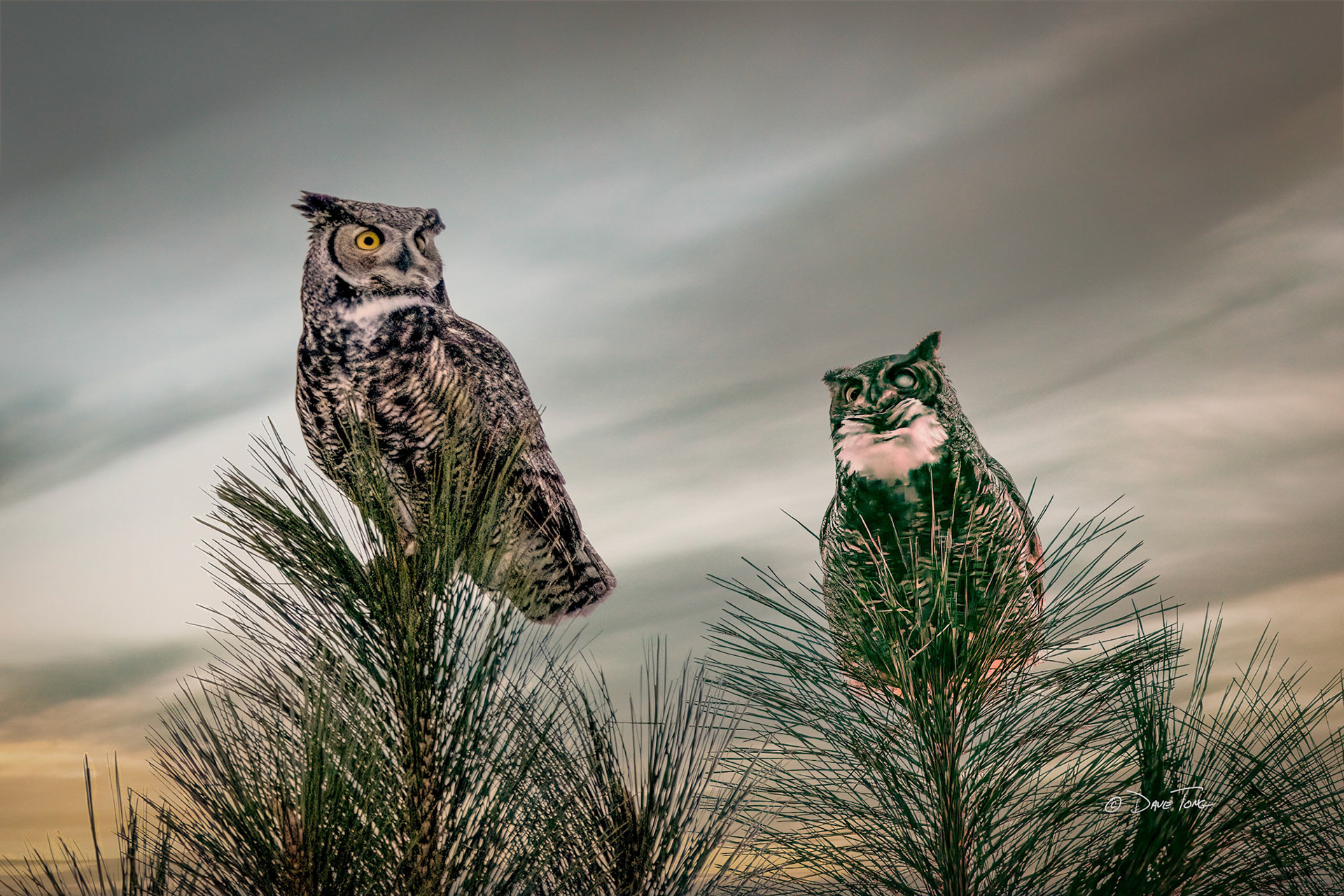 Sunset Duet