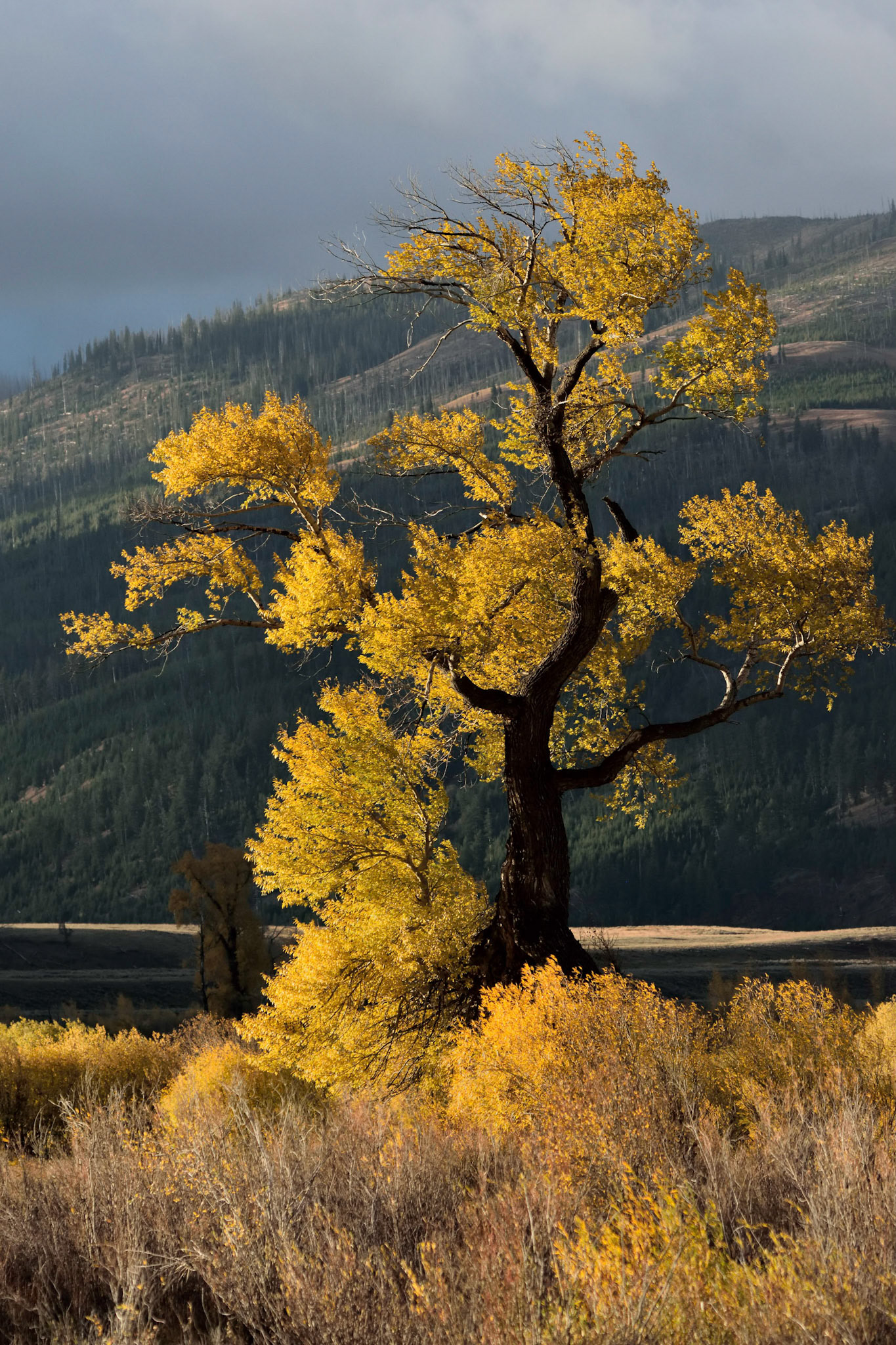 Cottonwood Autumn