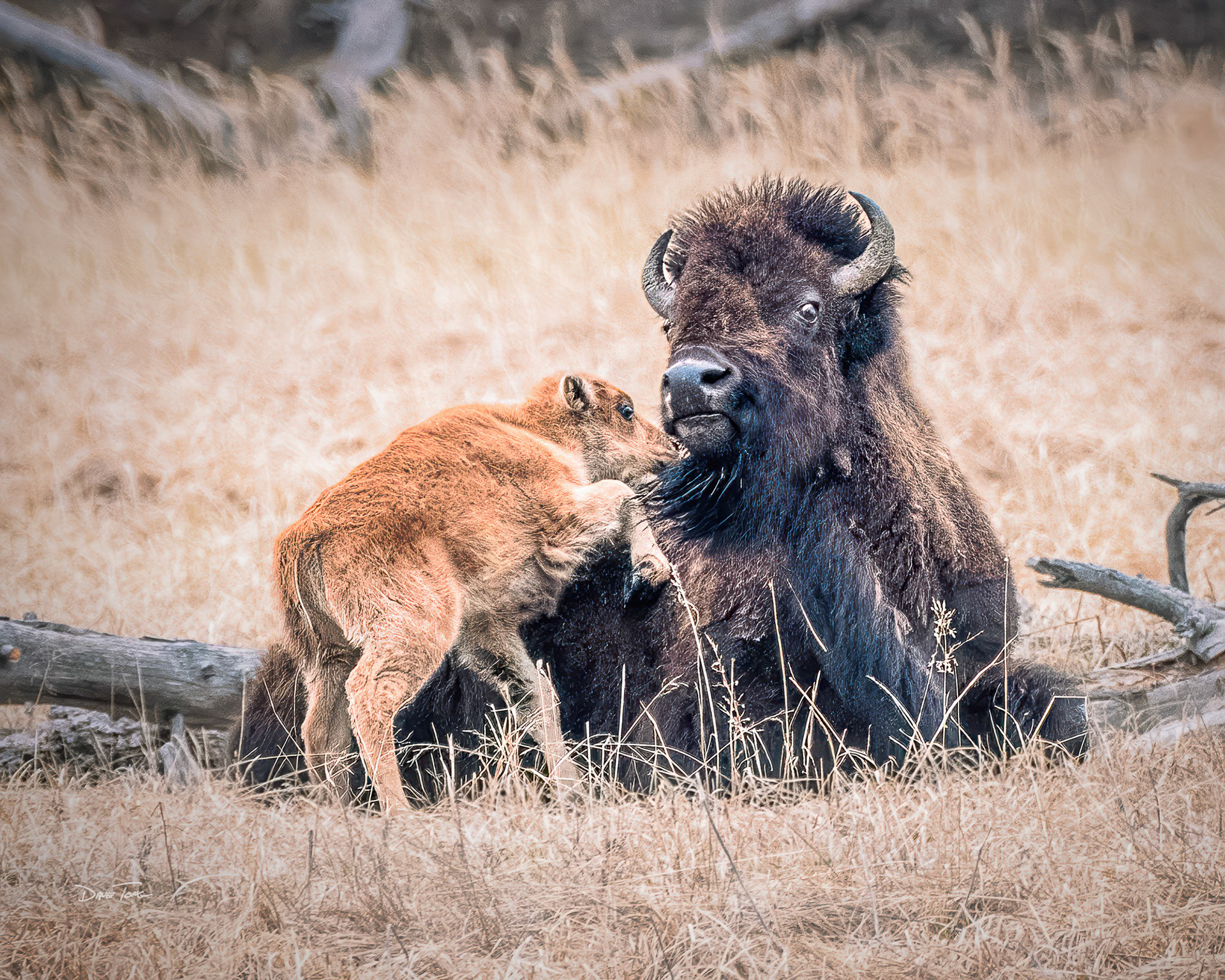Snuggle Eyes | Bison and Calf