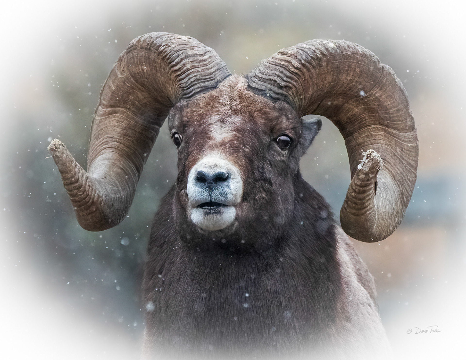 Snowdrop Ram
