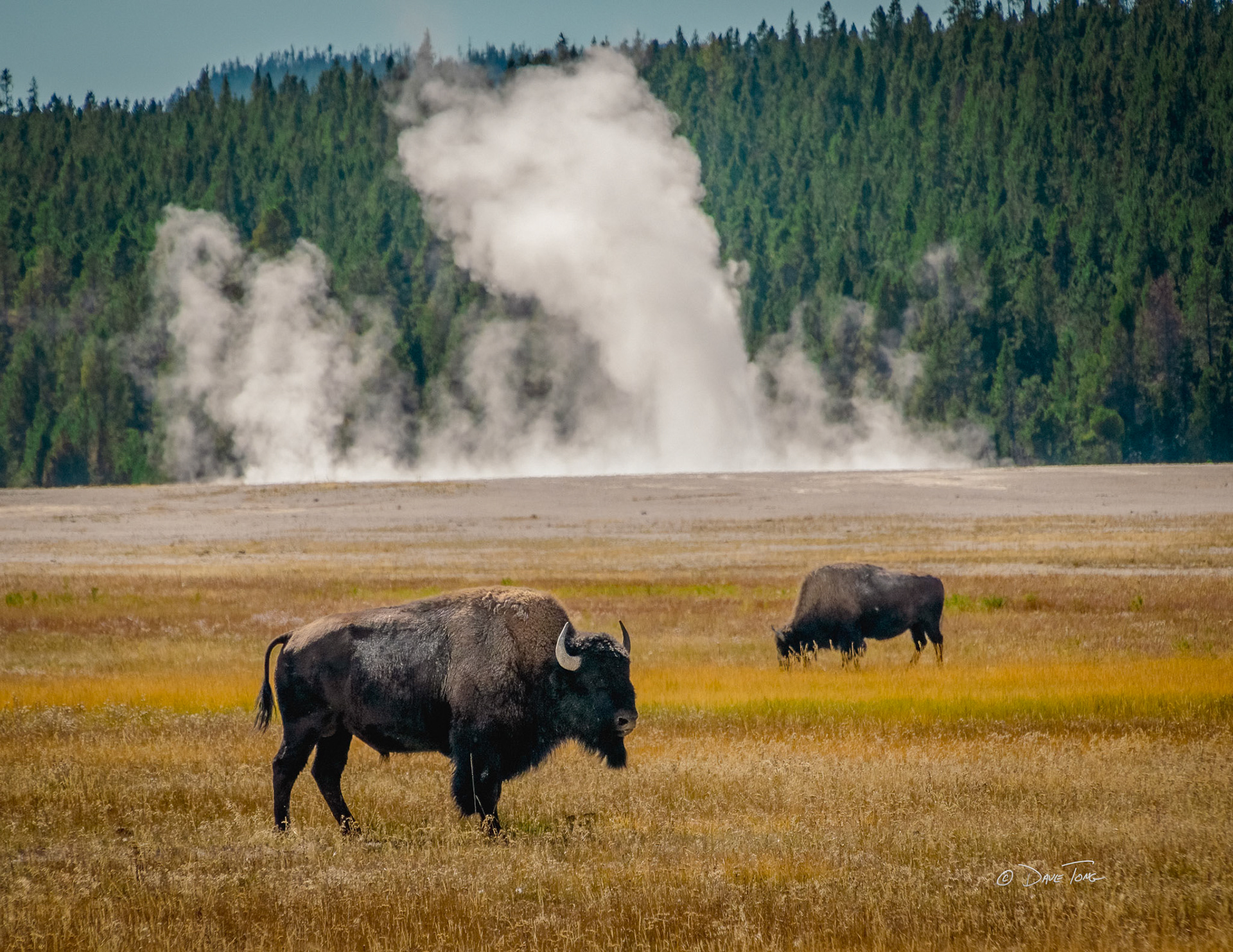 Bison and Steam