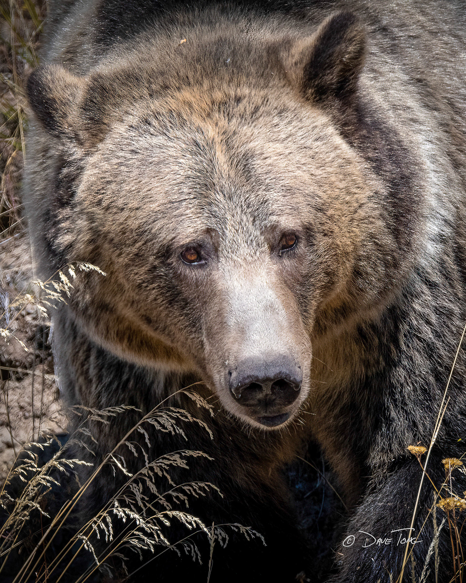Grizzly | Brown-eyed Bruin