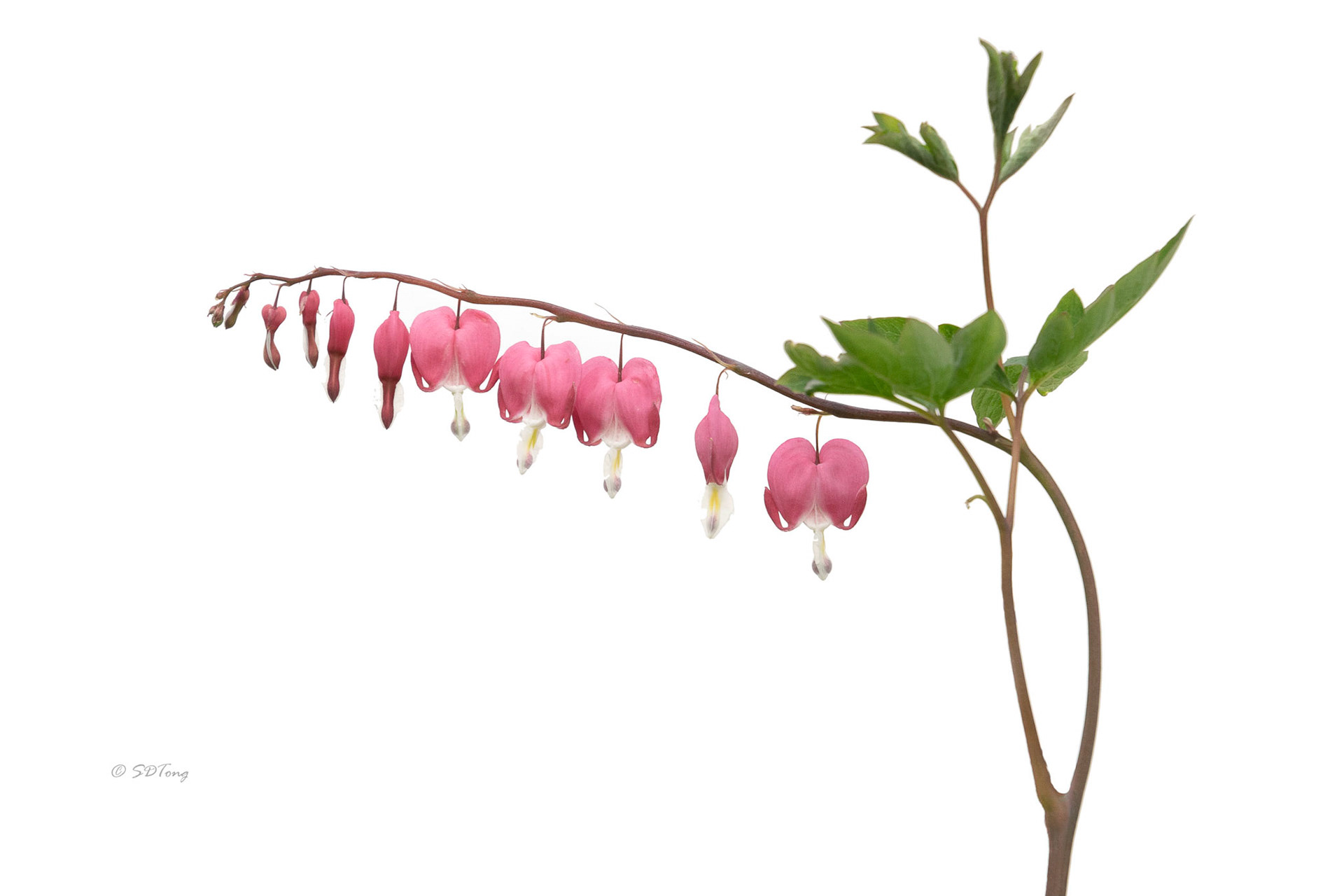 Bleeding Hearts On The Line