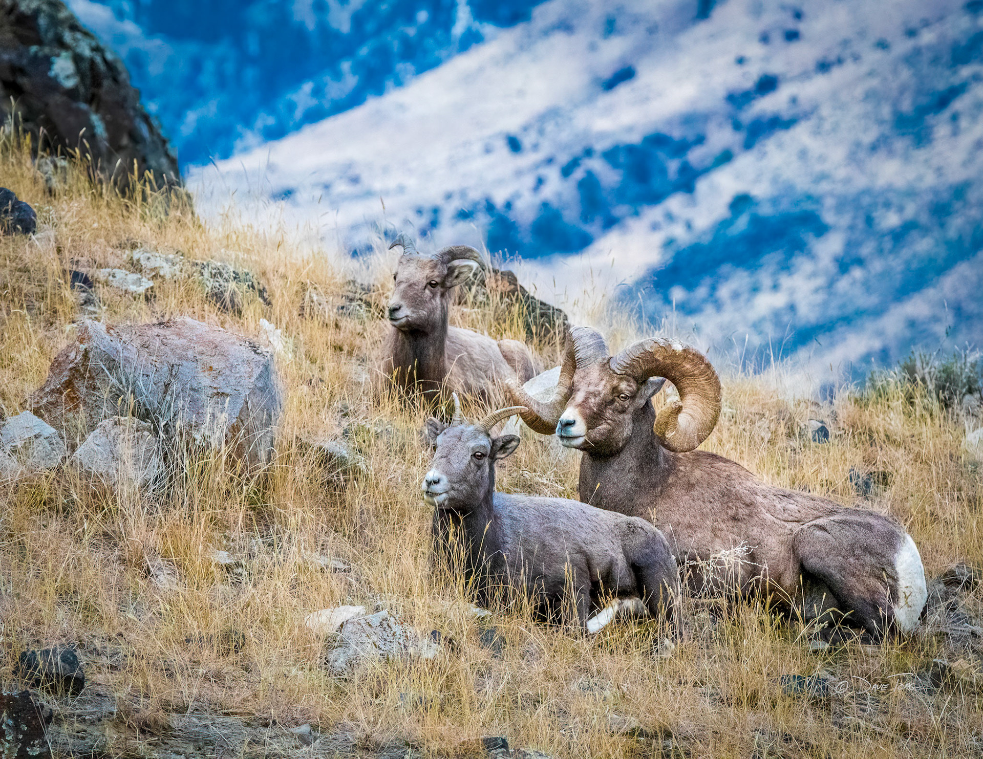Bighorn Comfort