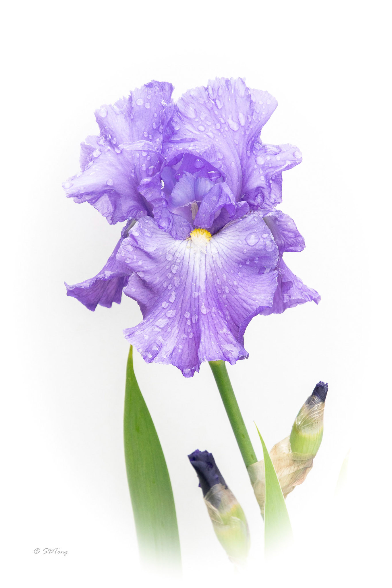 Purple Iris