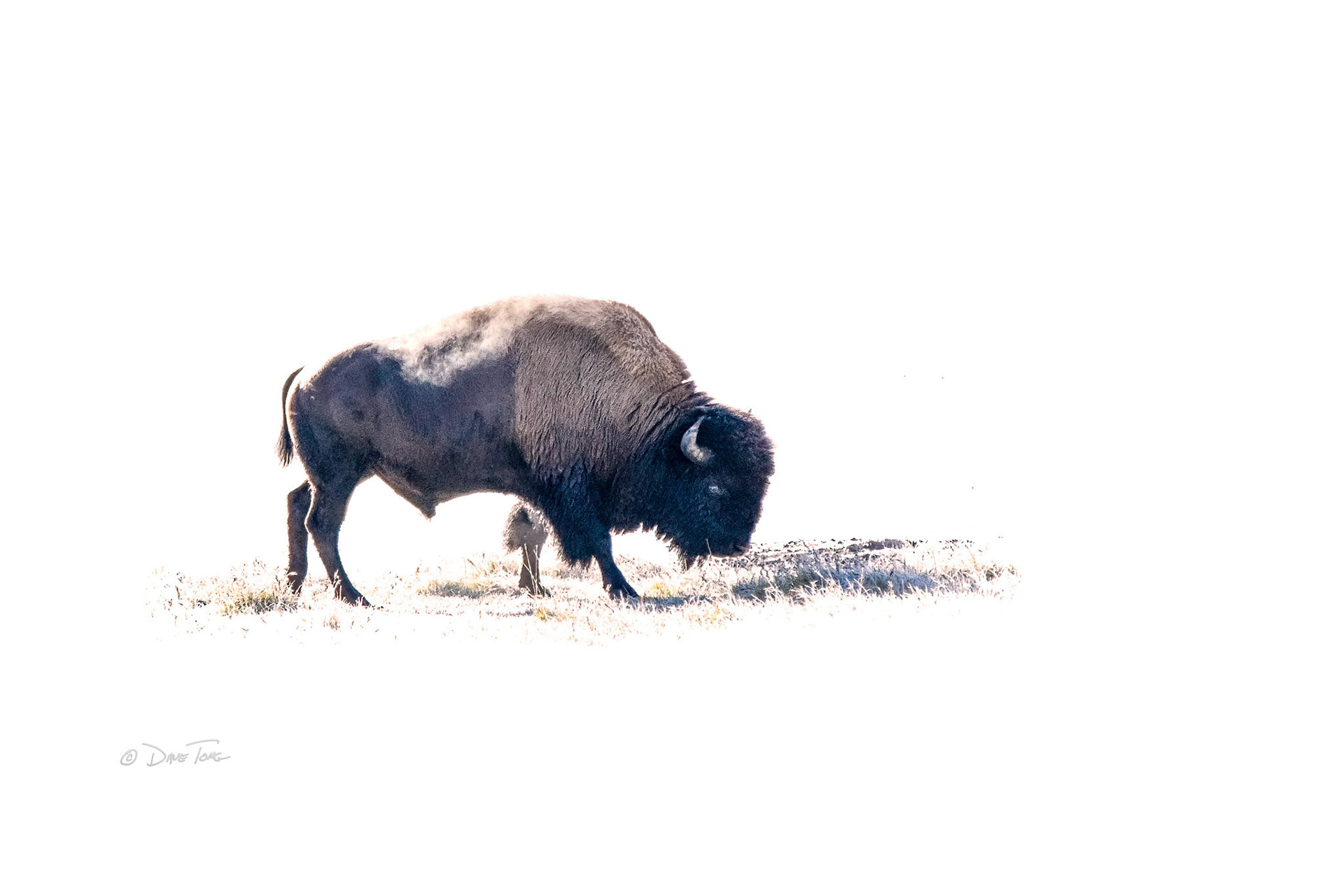 Grazing Bison