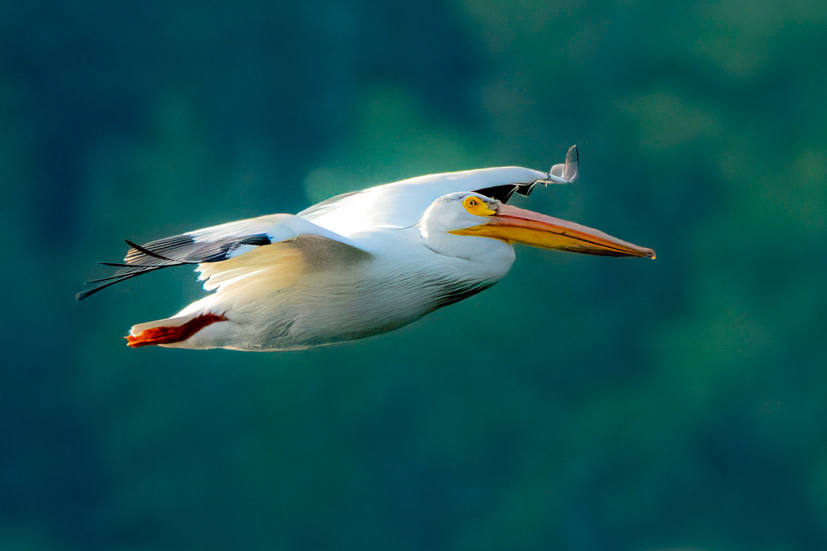 Pelican Flight